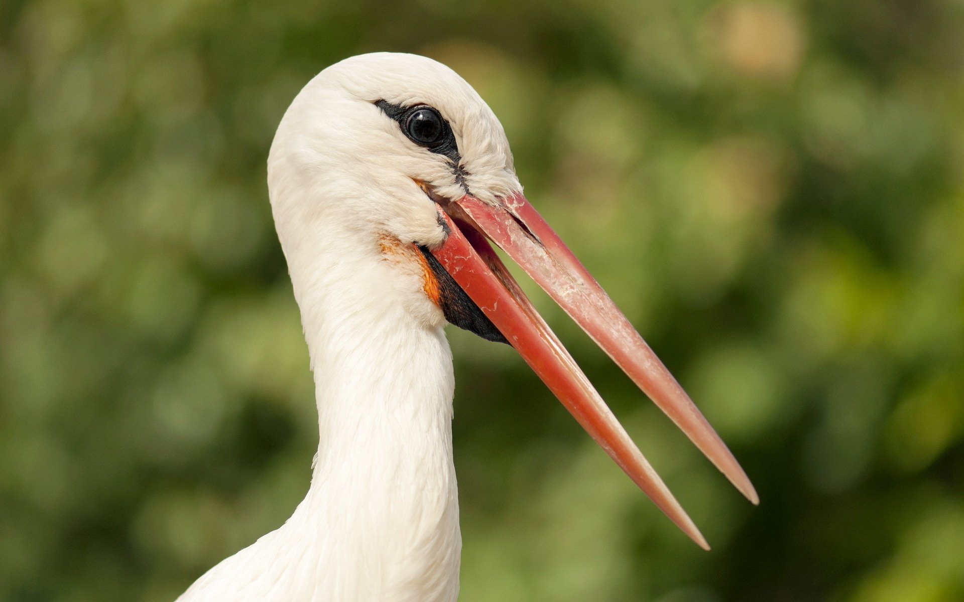 White Stork Wallpapers