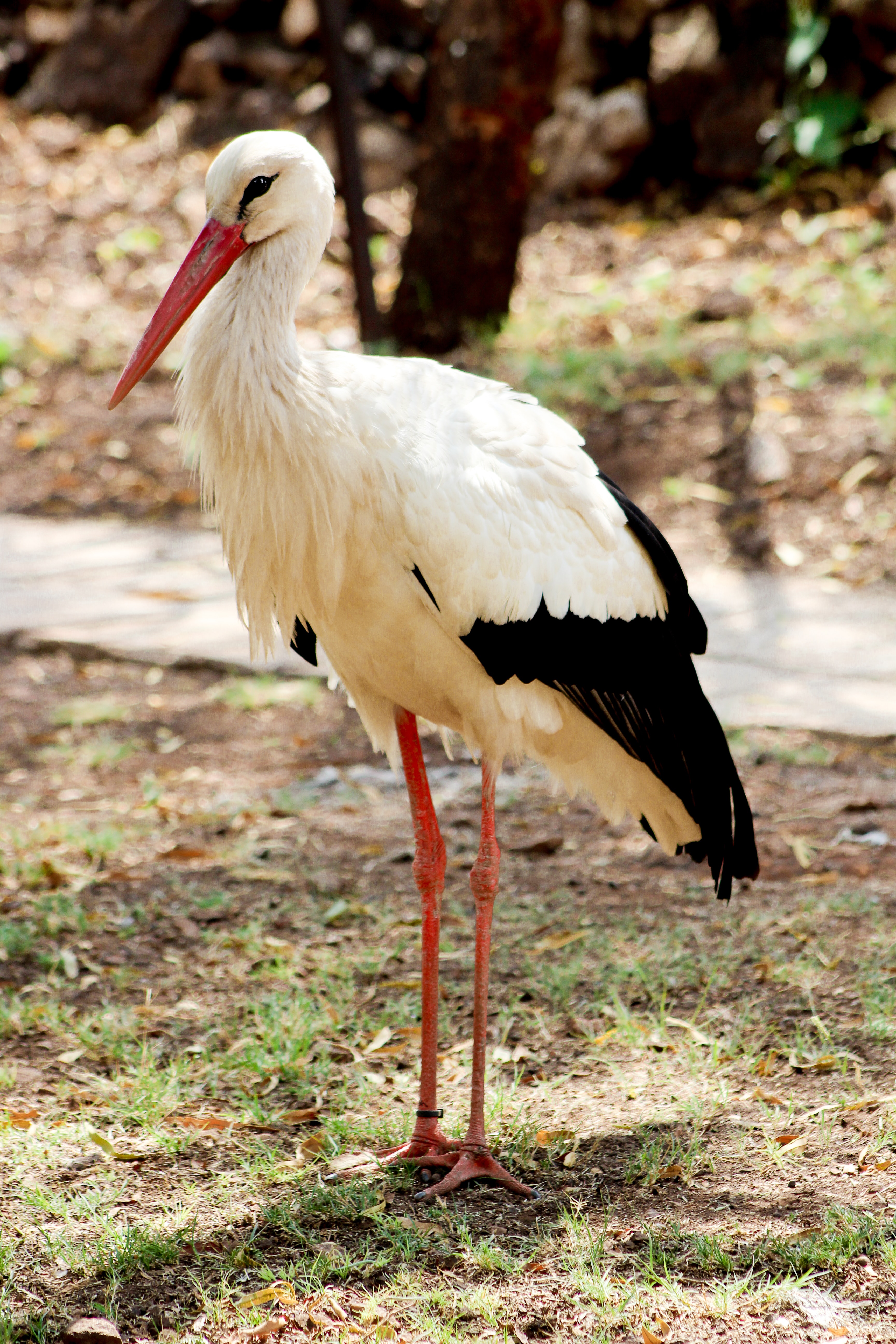 White Stork Wallpapers