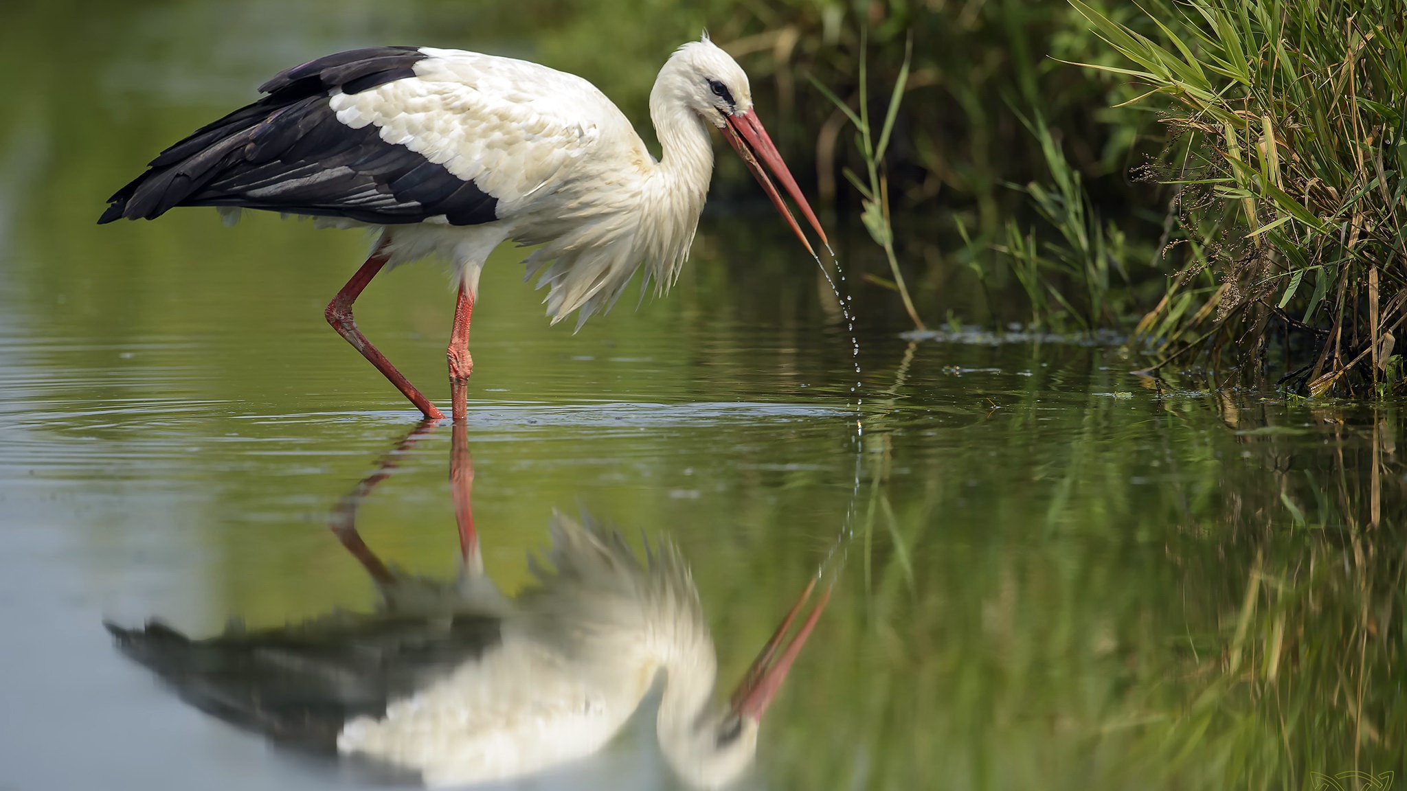 White Stork Wallpapers