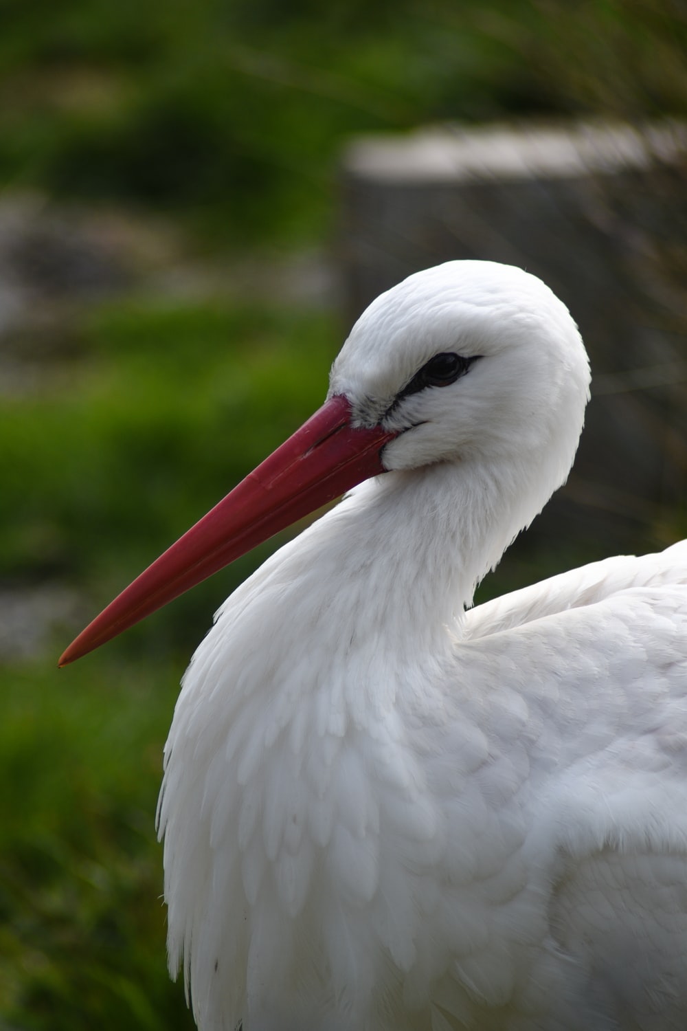 White Stork Wallpapers