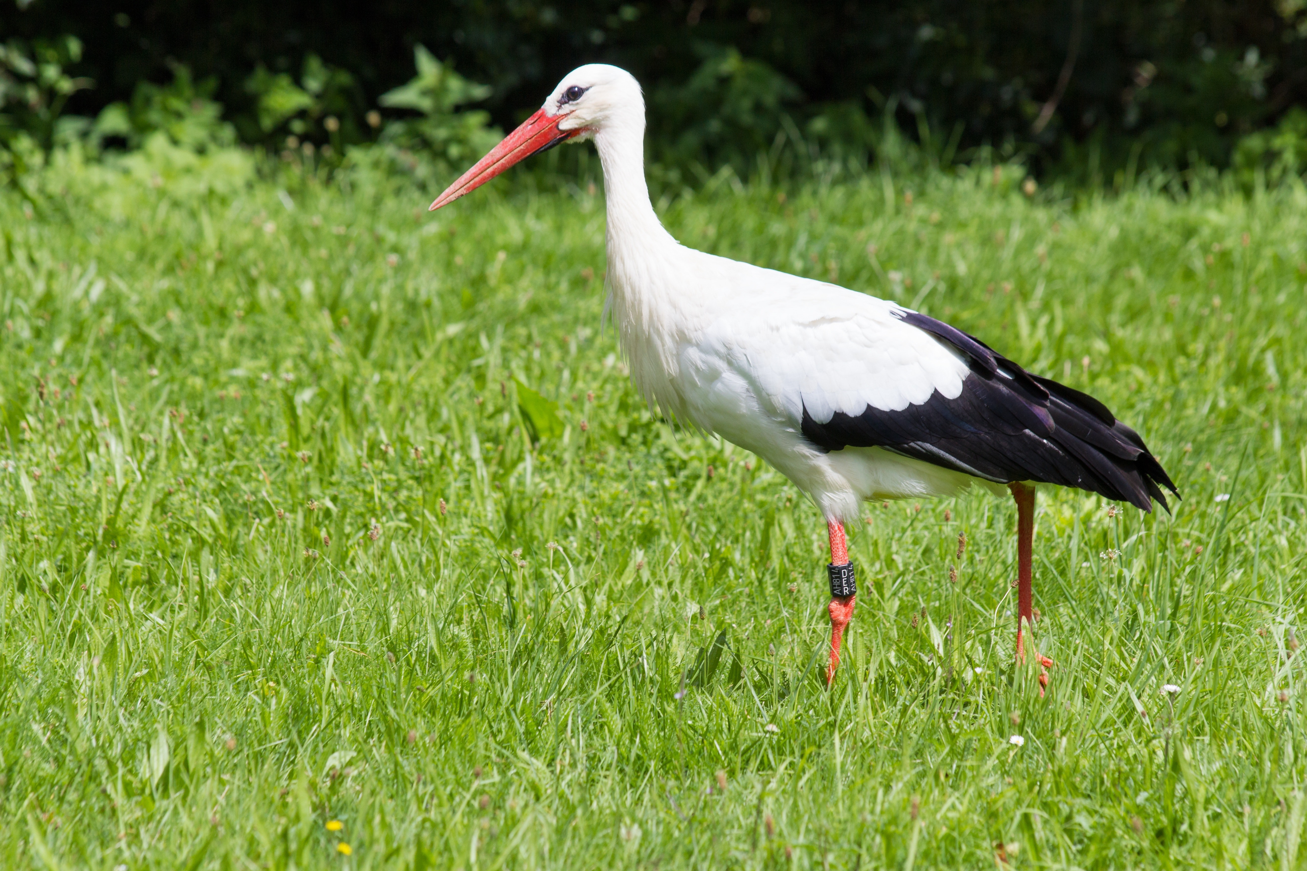 White Stork Wallpapers