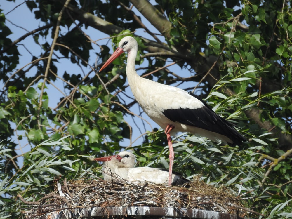 White Stork Wallpapers