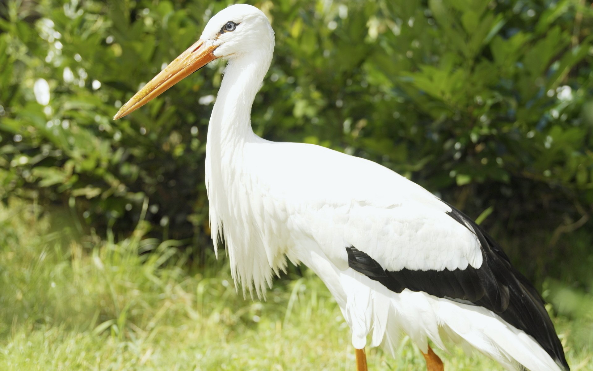 White Stork Wallpapers