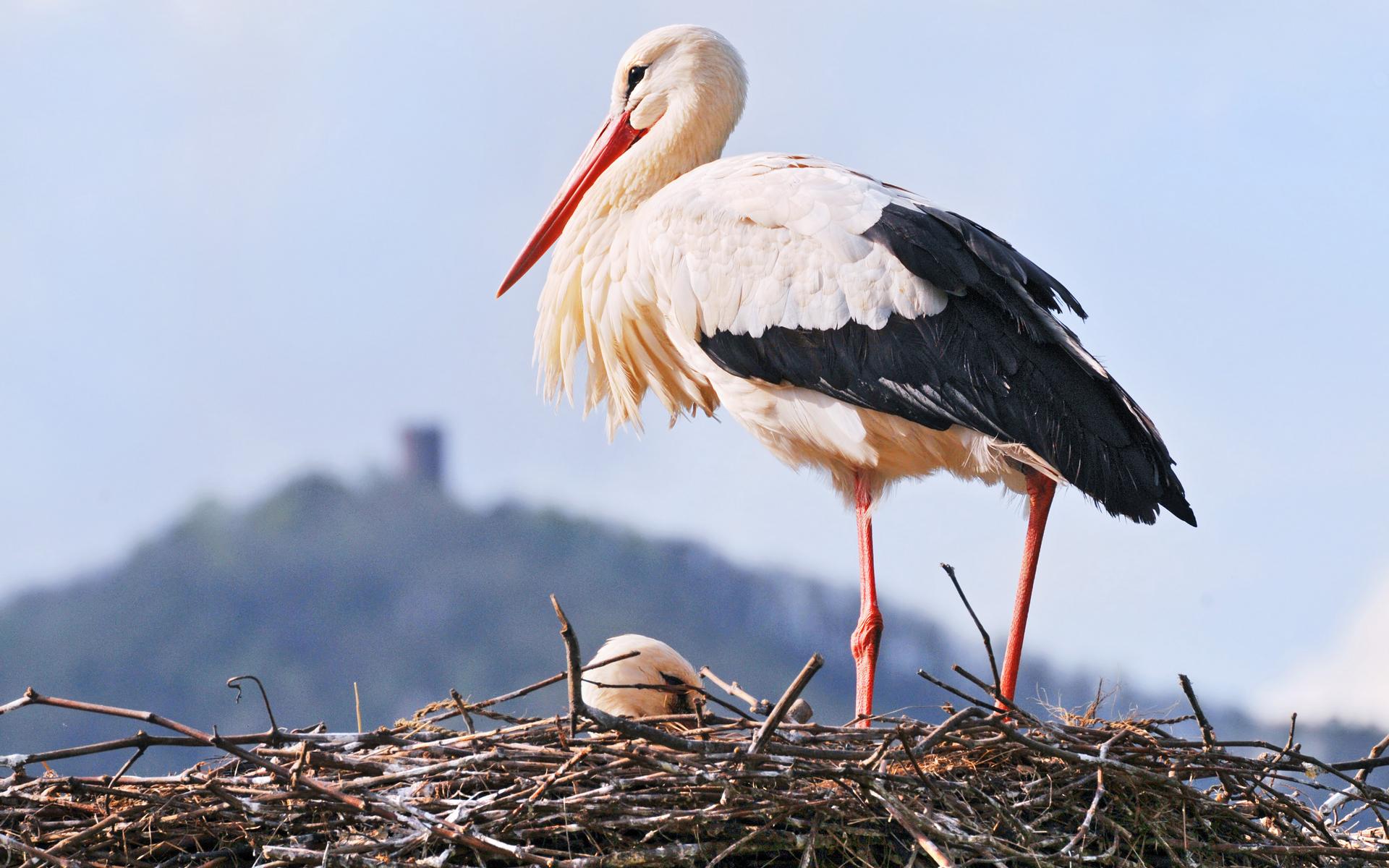 White Stork Wallpapers