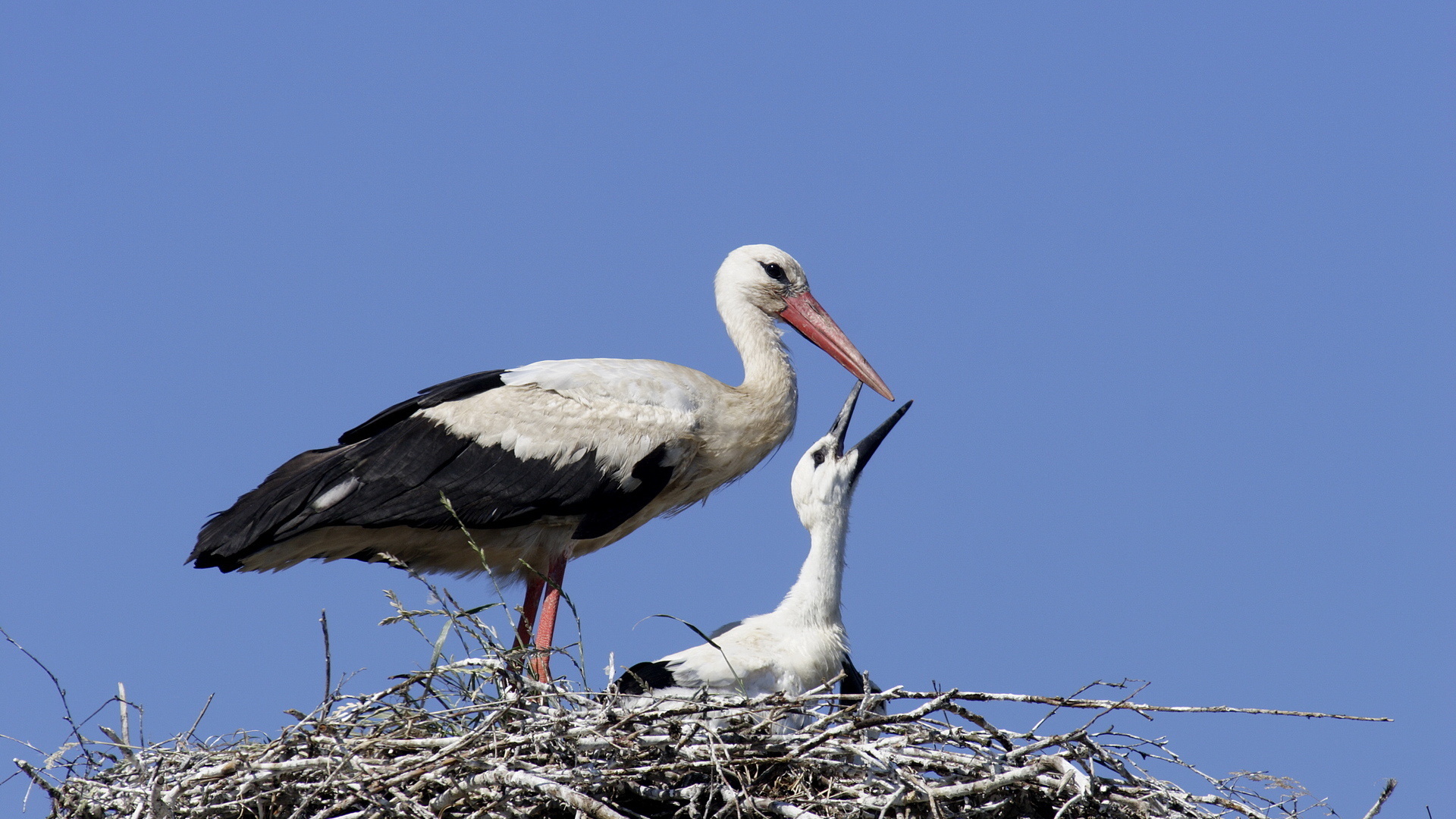 White Stork Wallpapers