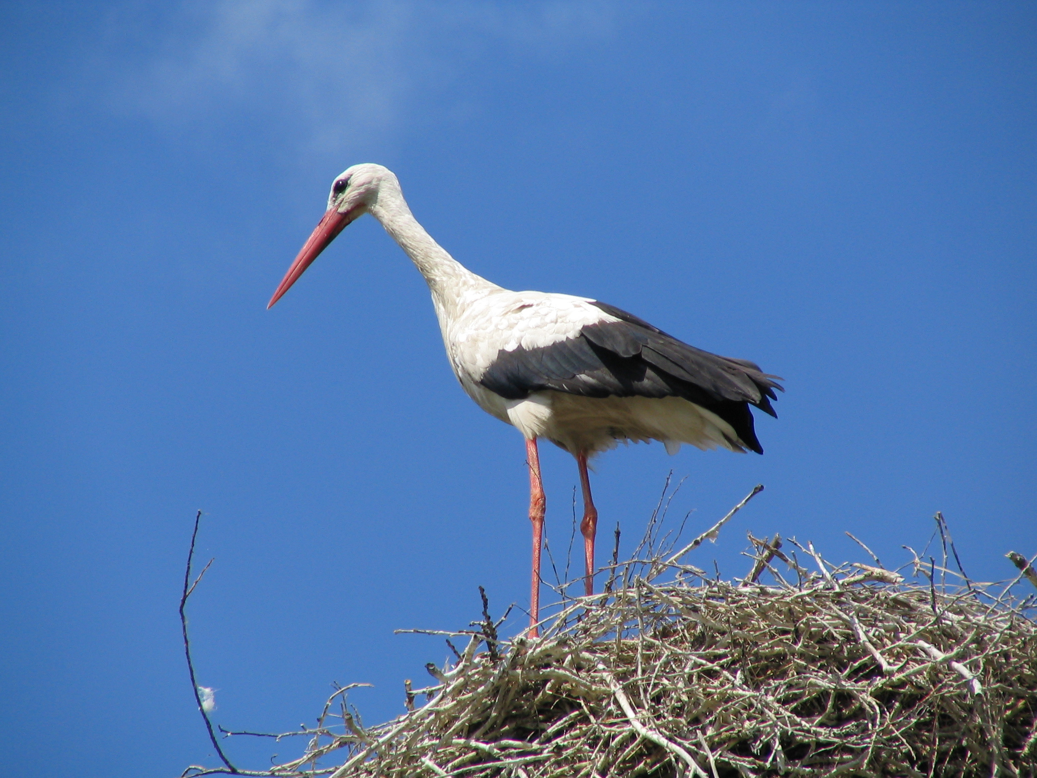 White Stork Wallpapers