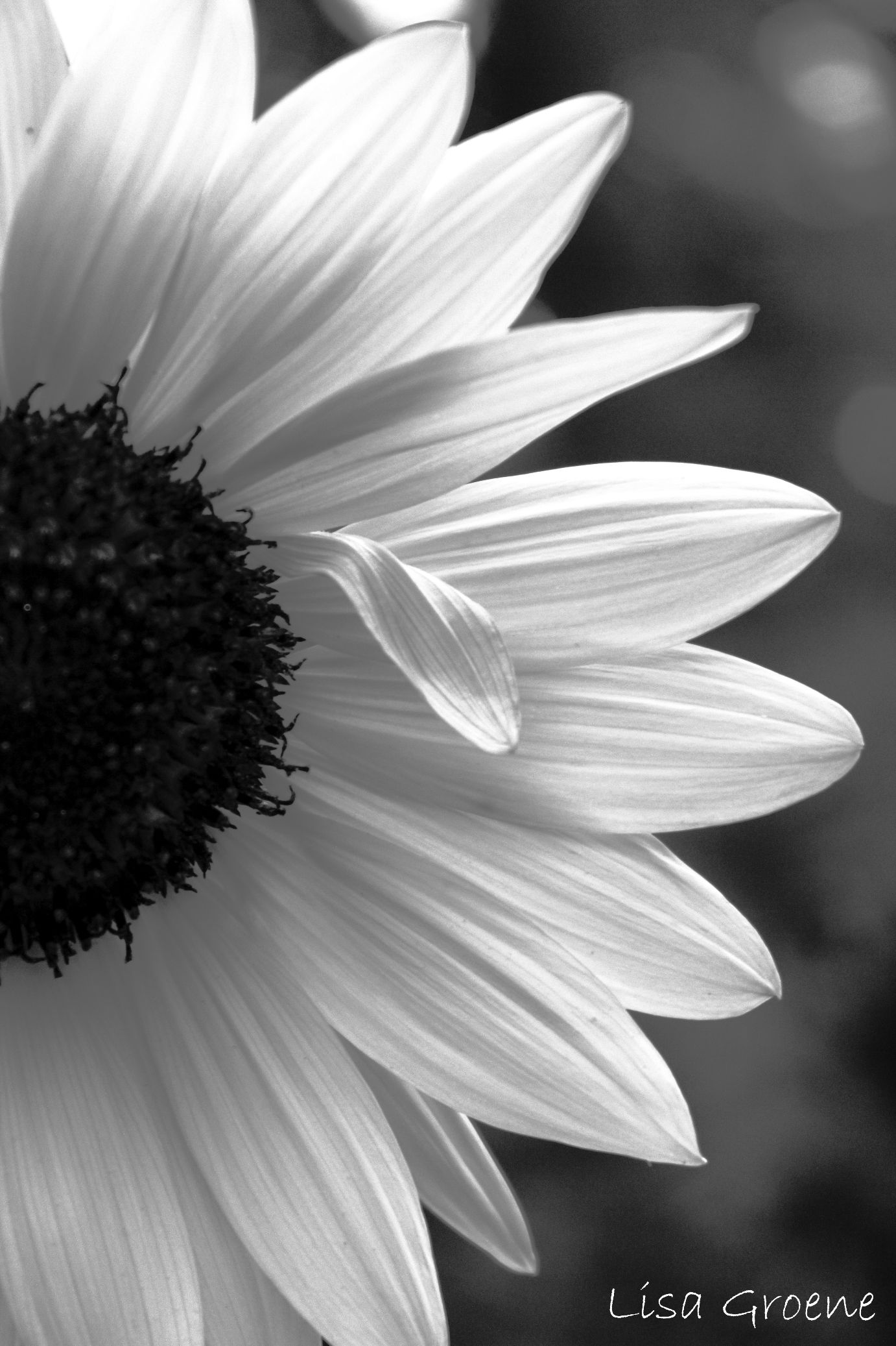 White Sunflower Wallpapers