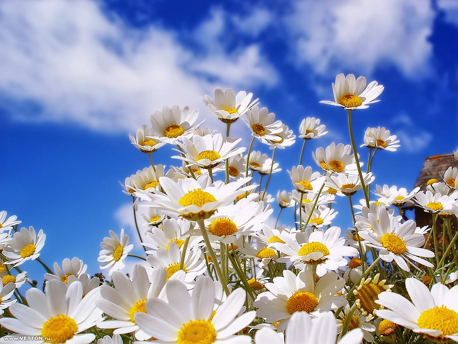 White Sunflower Wallpapers