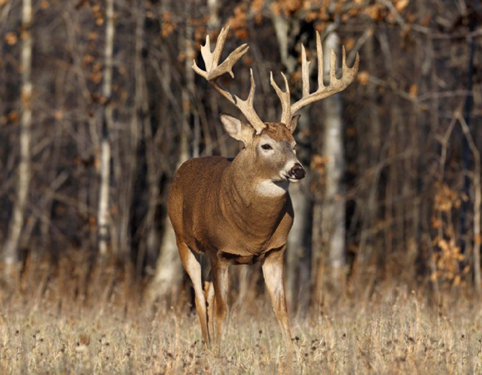 White Tailed Deer Wallpapers