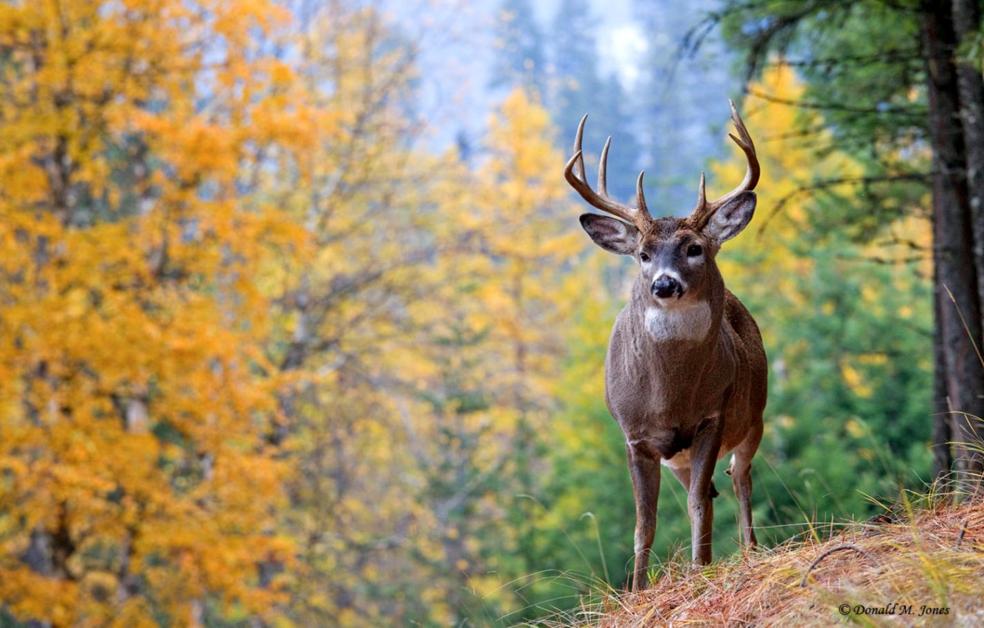 White Tailed Deer Wallpapers