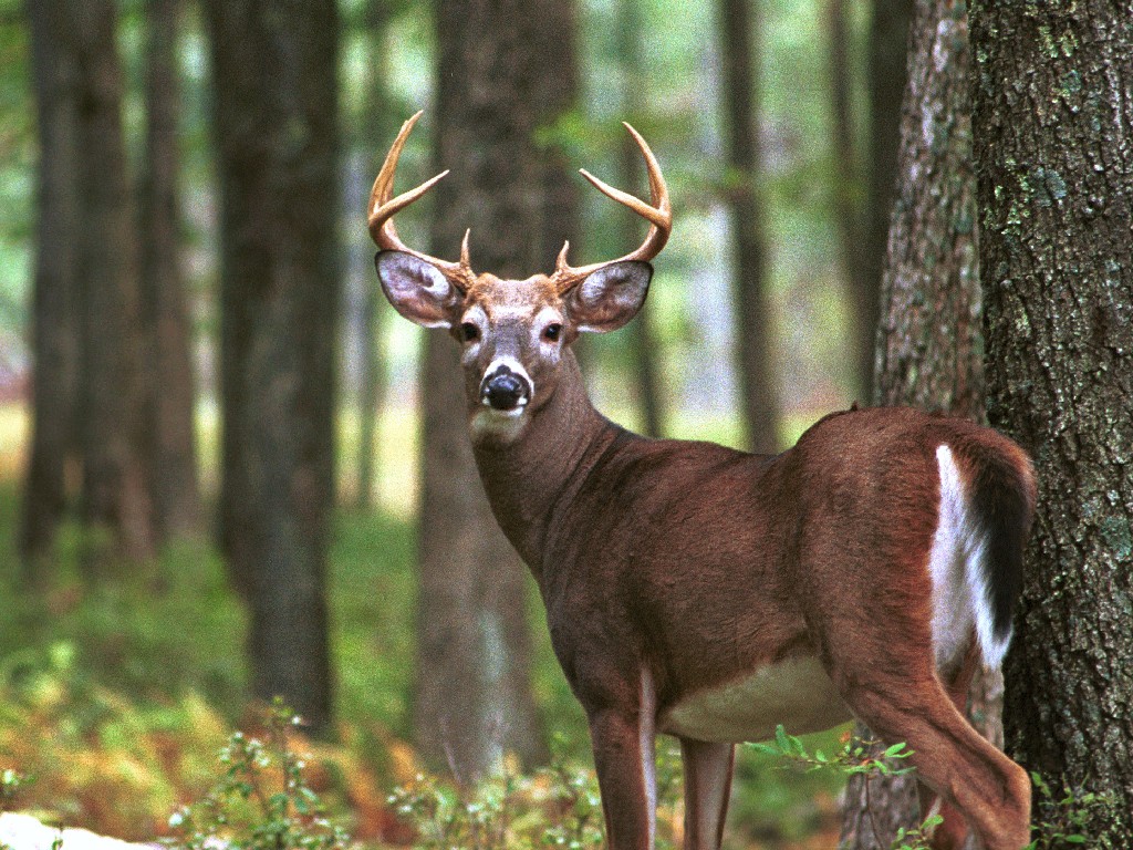 White Tailed Deer Wallpapers