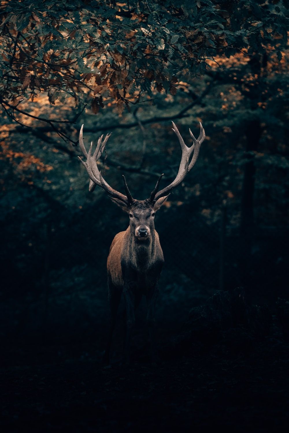 White Tailed Deer Wallpapers