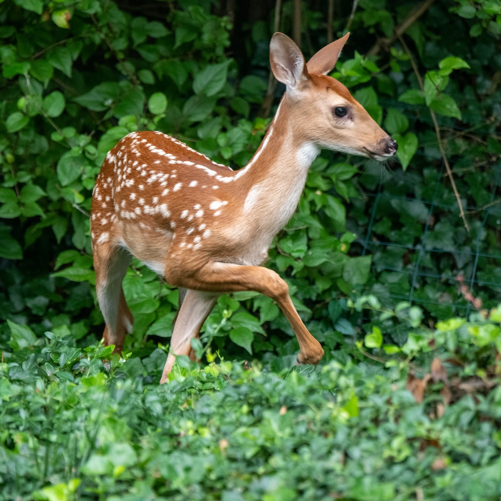 White Tailed Deer Wallpapers