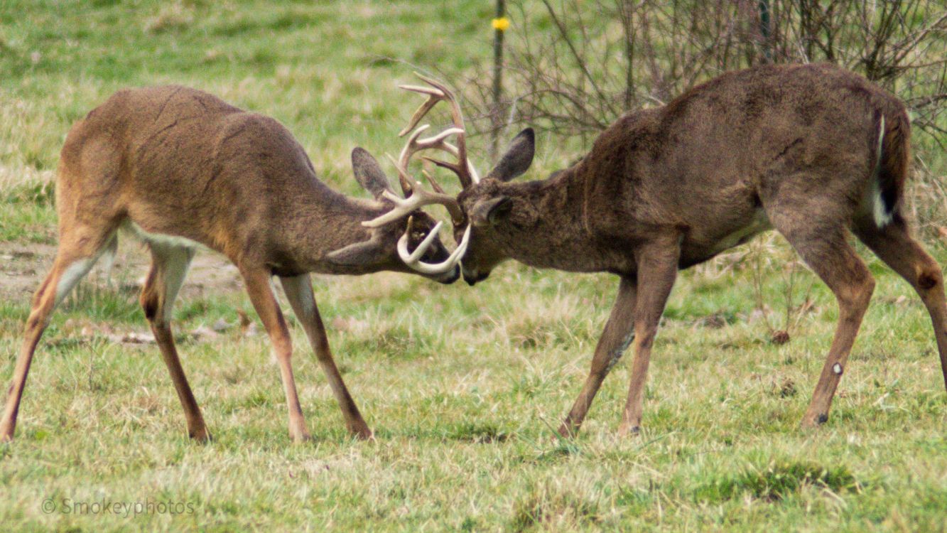 White Tailed Deer Wallpapers