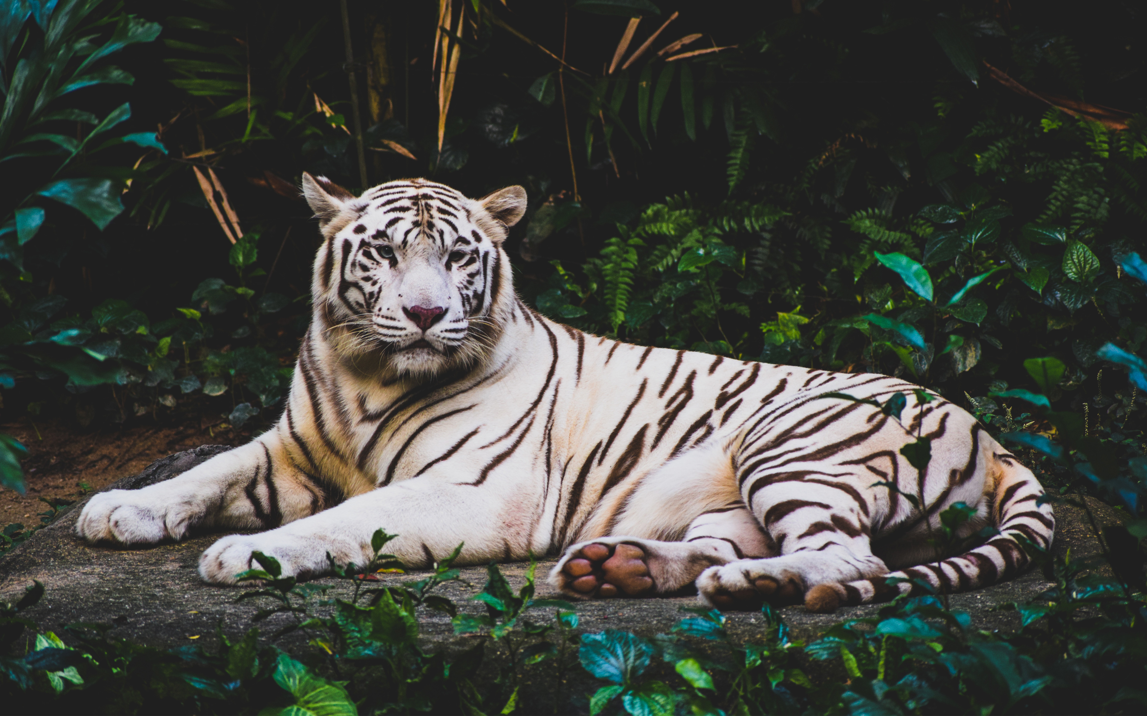 White Tiger 4K Wallpapers