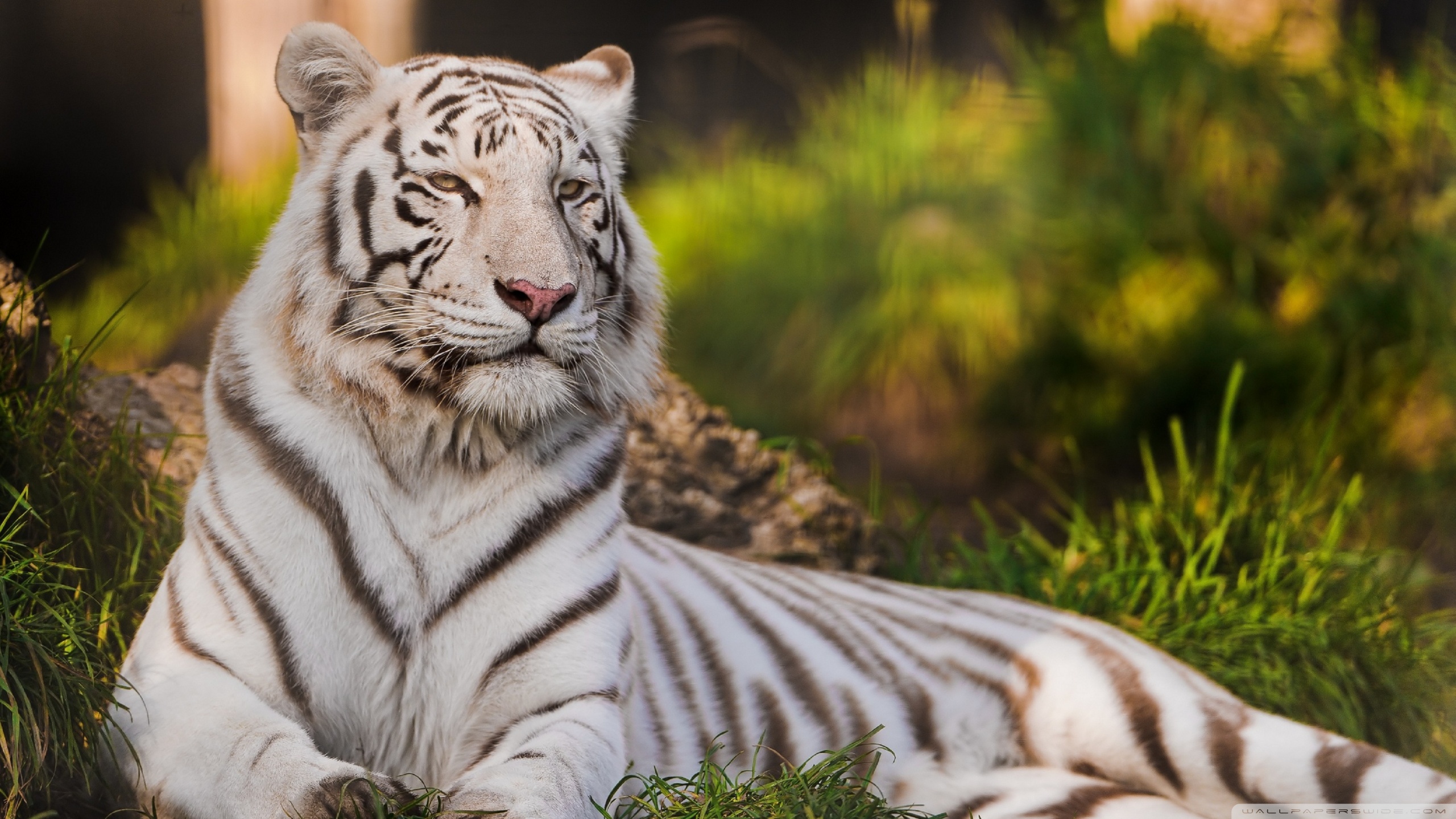 White Tiger 4K Wallpapers