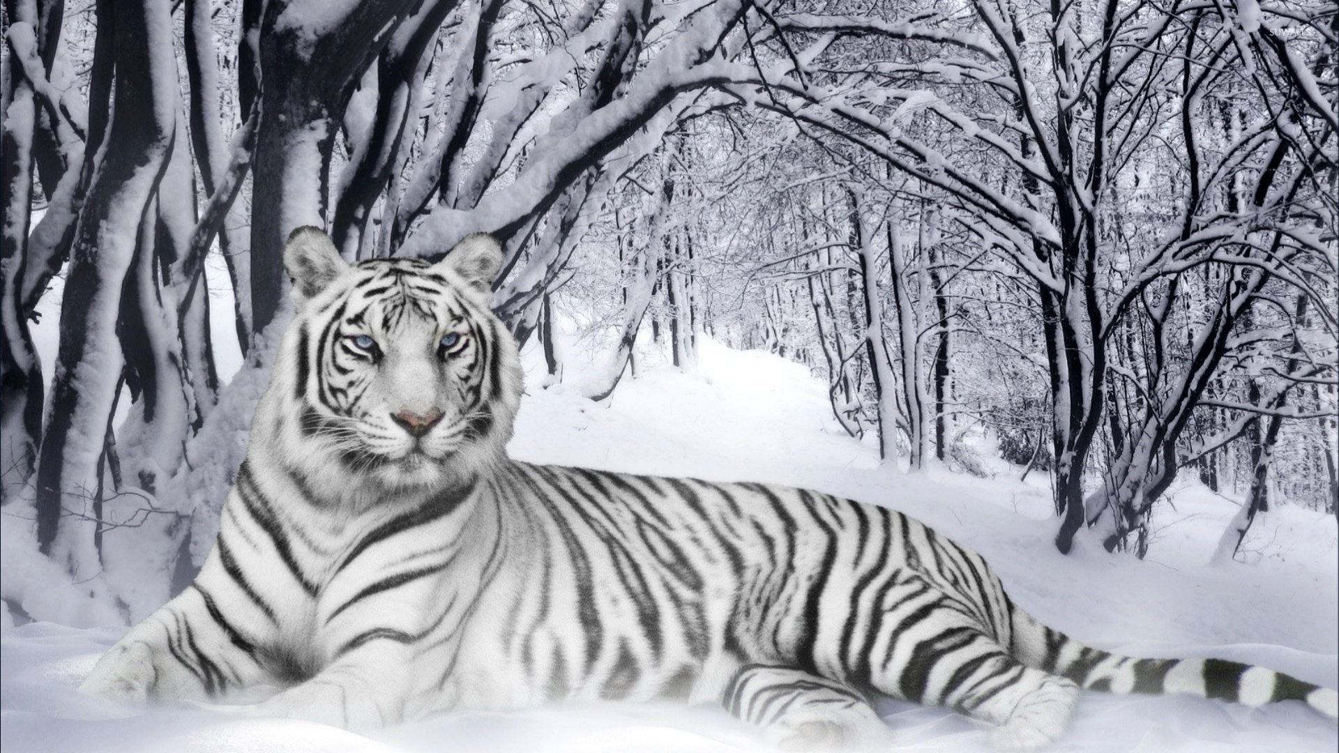 White Tiger 4K Wallpapers