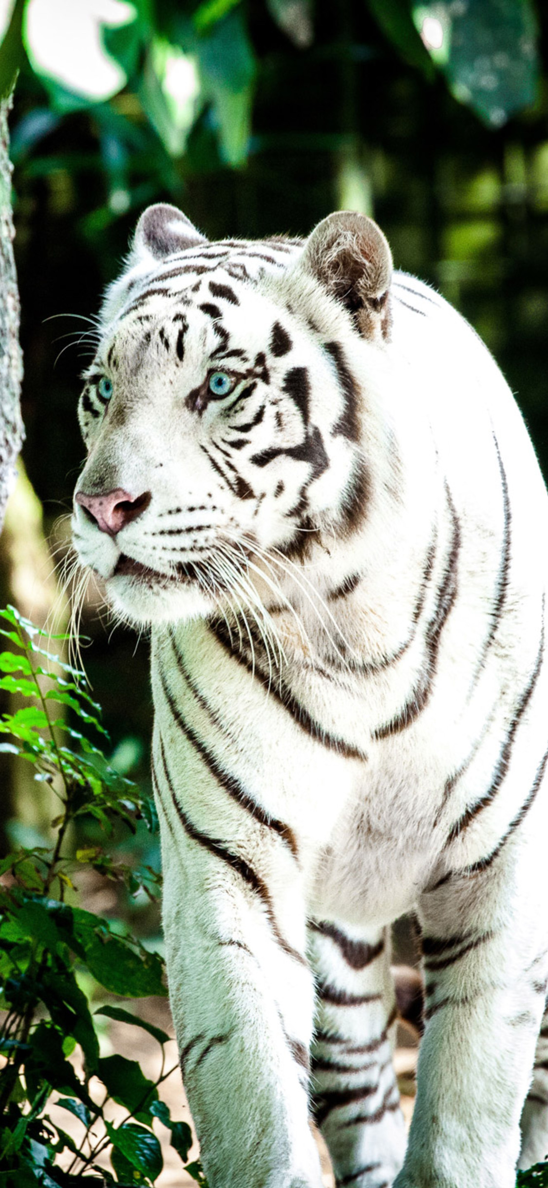 White Tiger 4K Wallpapers