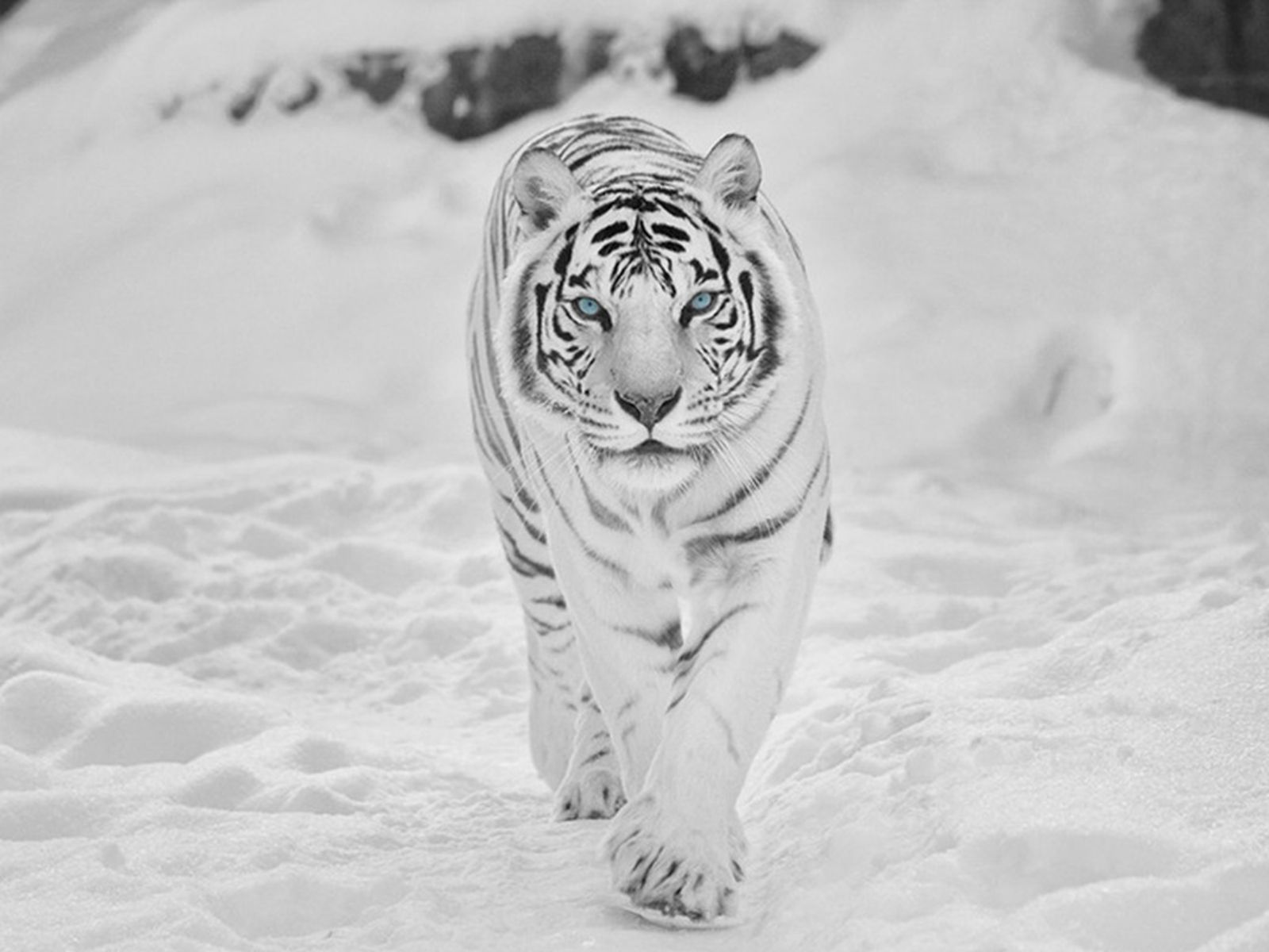 White Tiger 4K Wallpapers