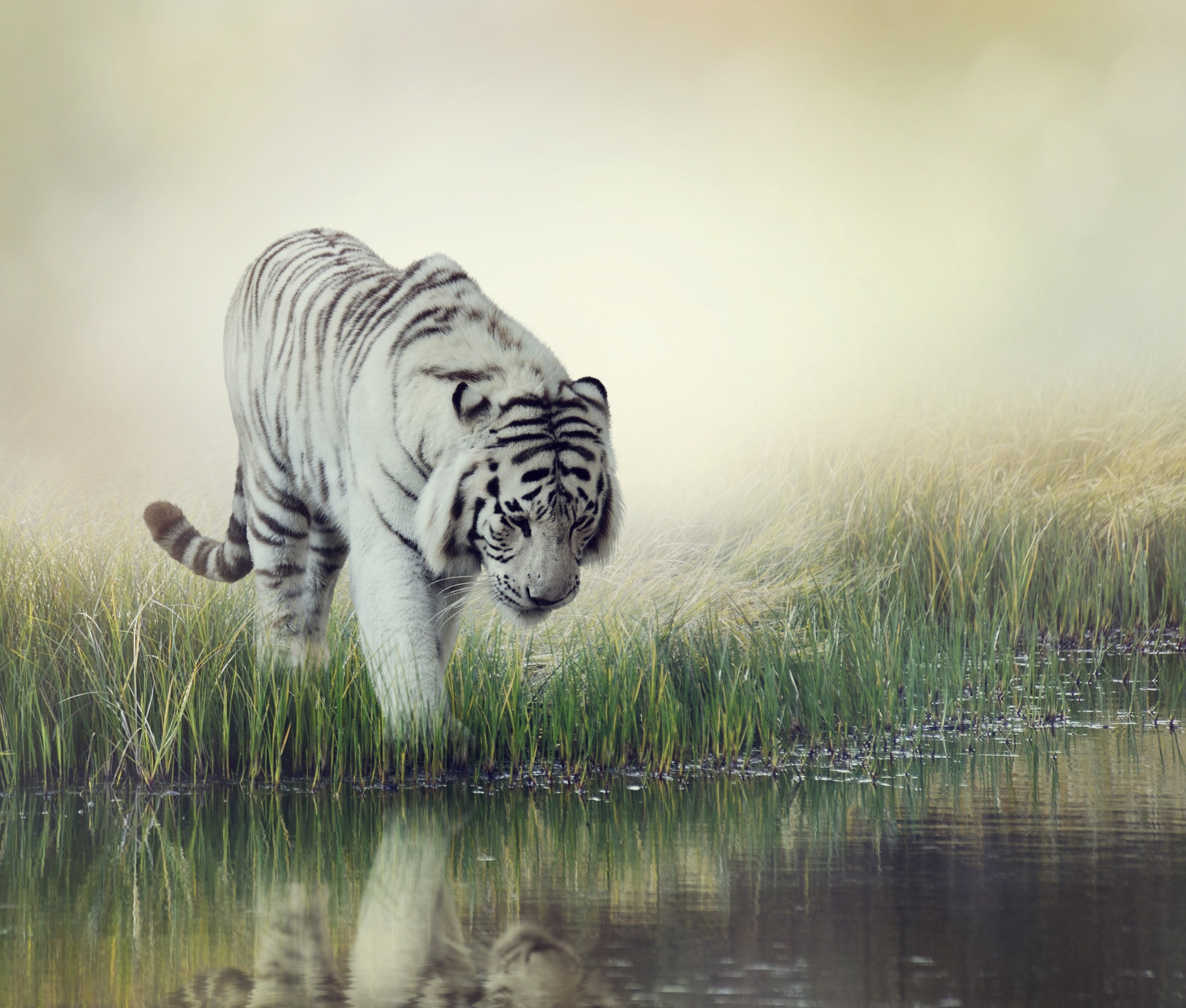 White Tiger 4K Wallpapers