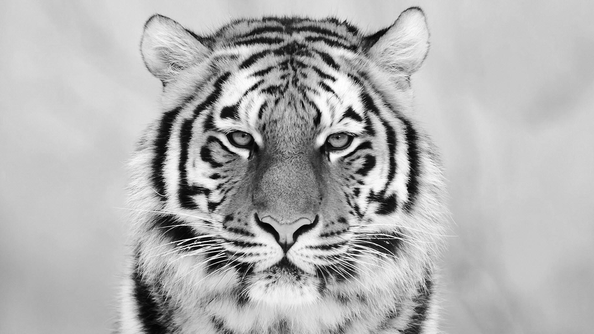 White Tiger 4K Wallpapers