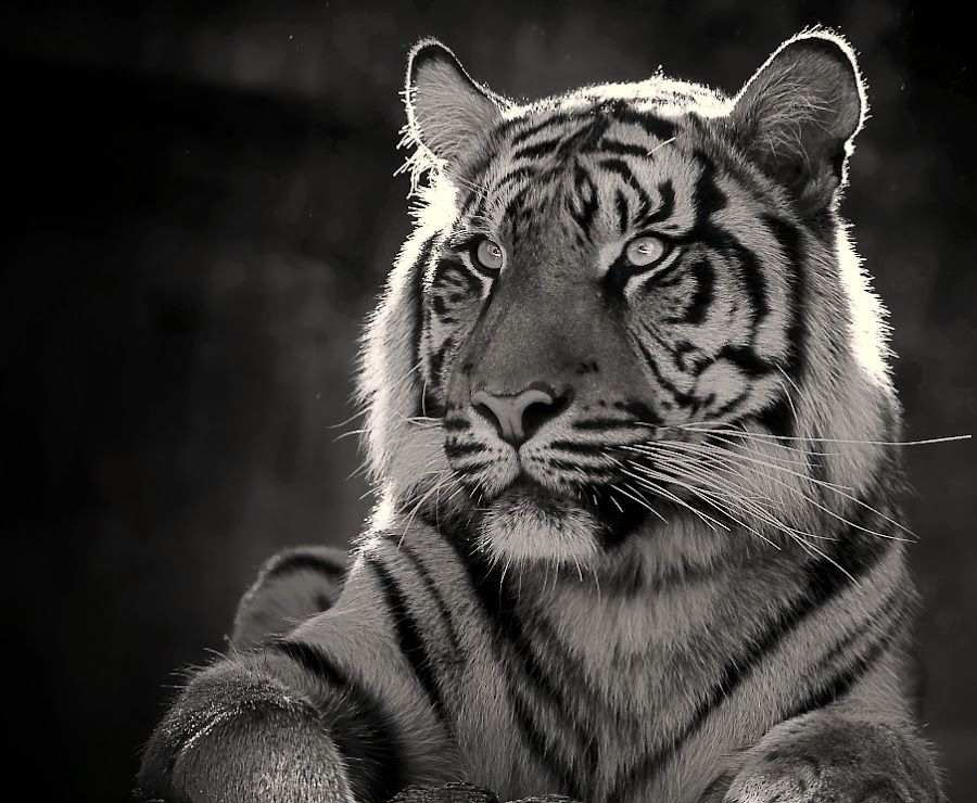 White Tiger 4K Wallpapers