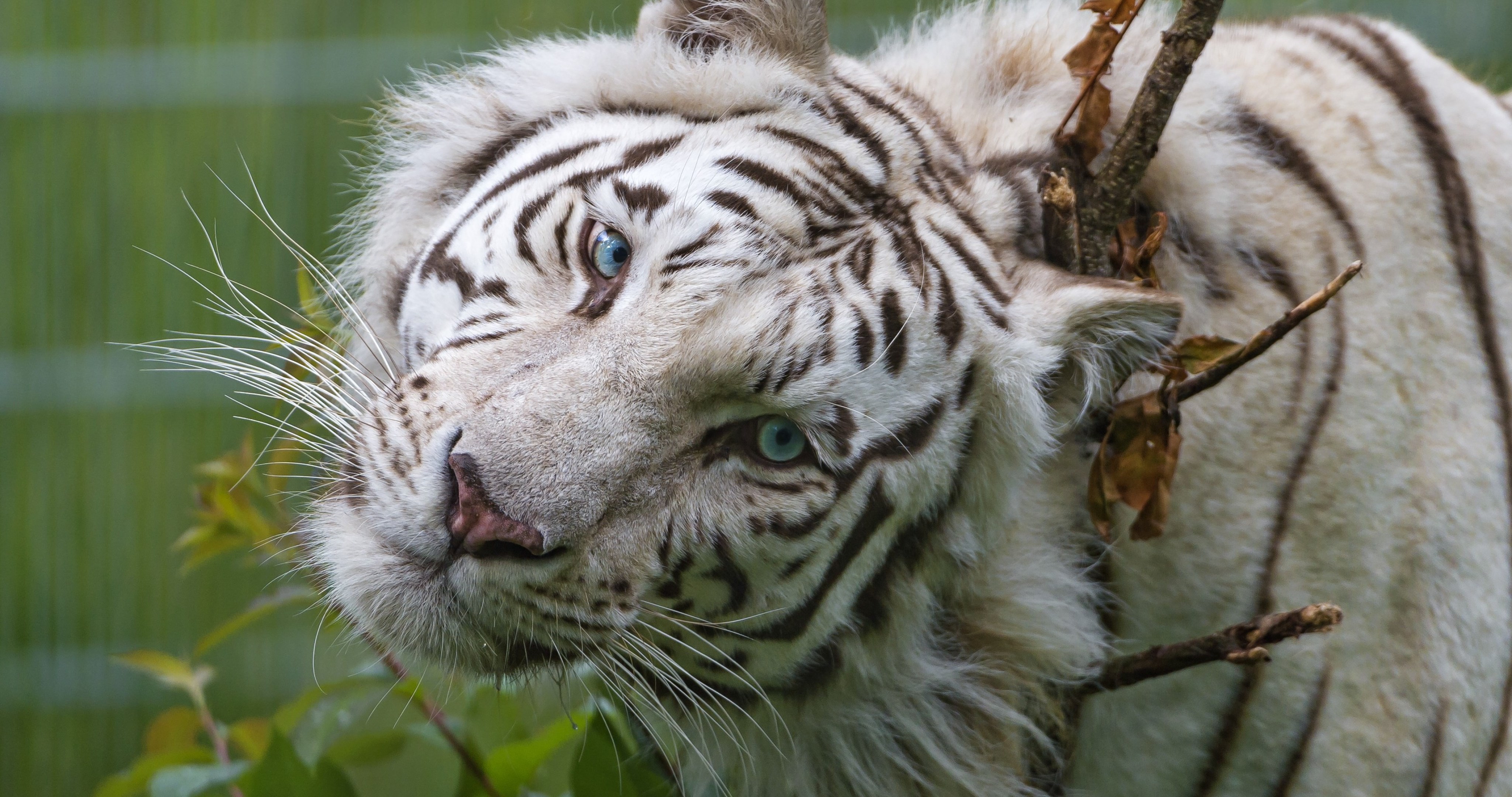 White Tiger 4K Wallpapers