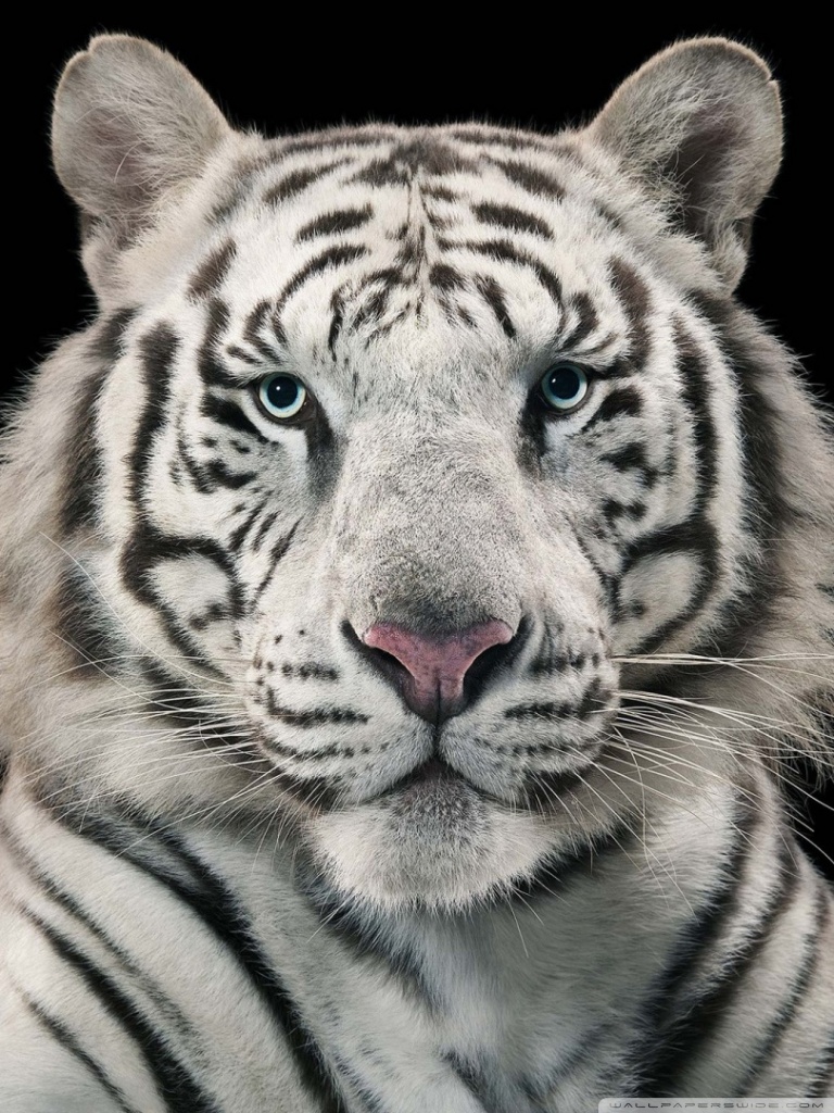 White Tiger 4K Wallpapers