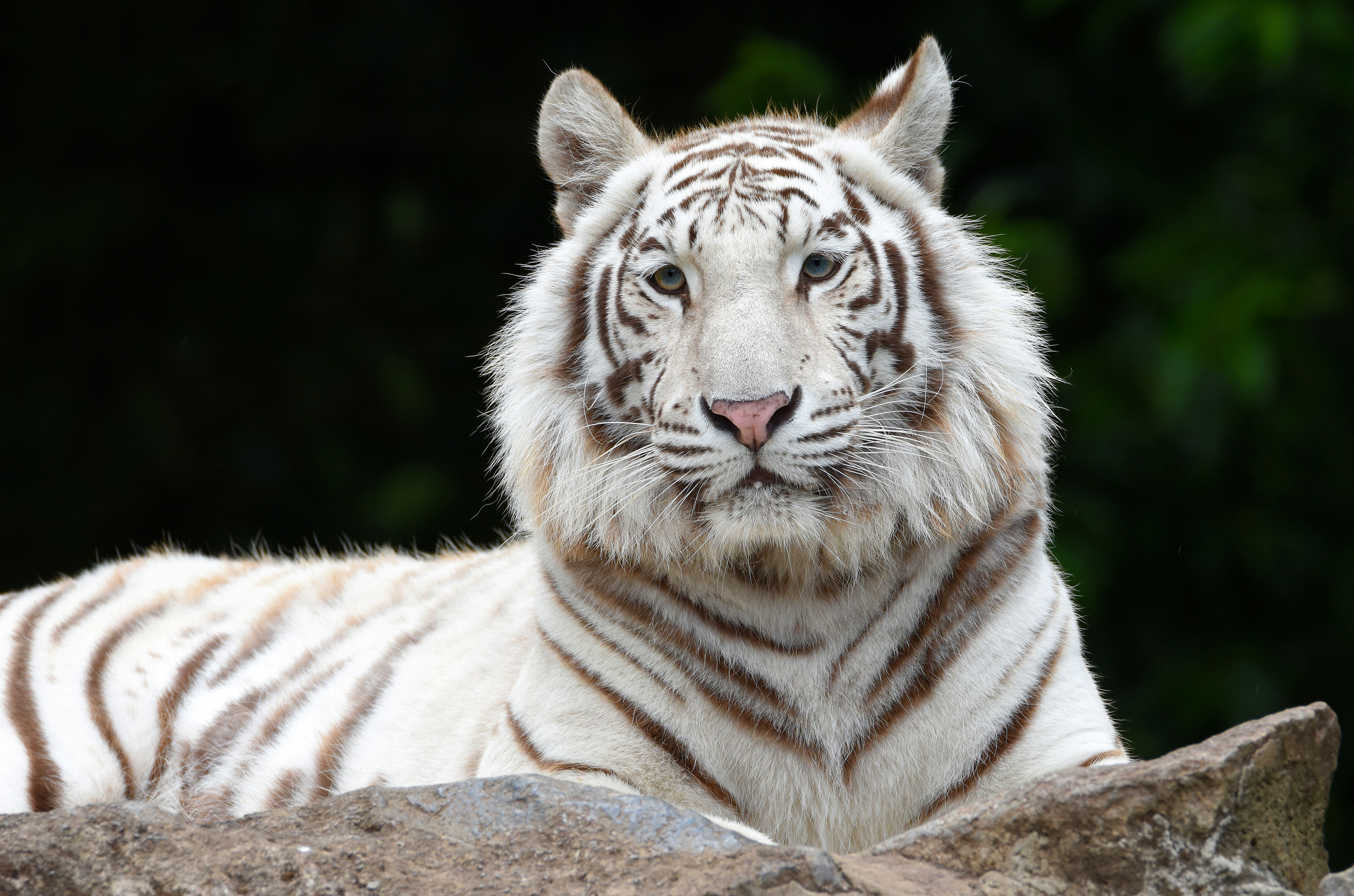 White Tiger 4K Wallpapers