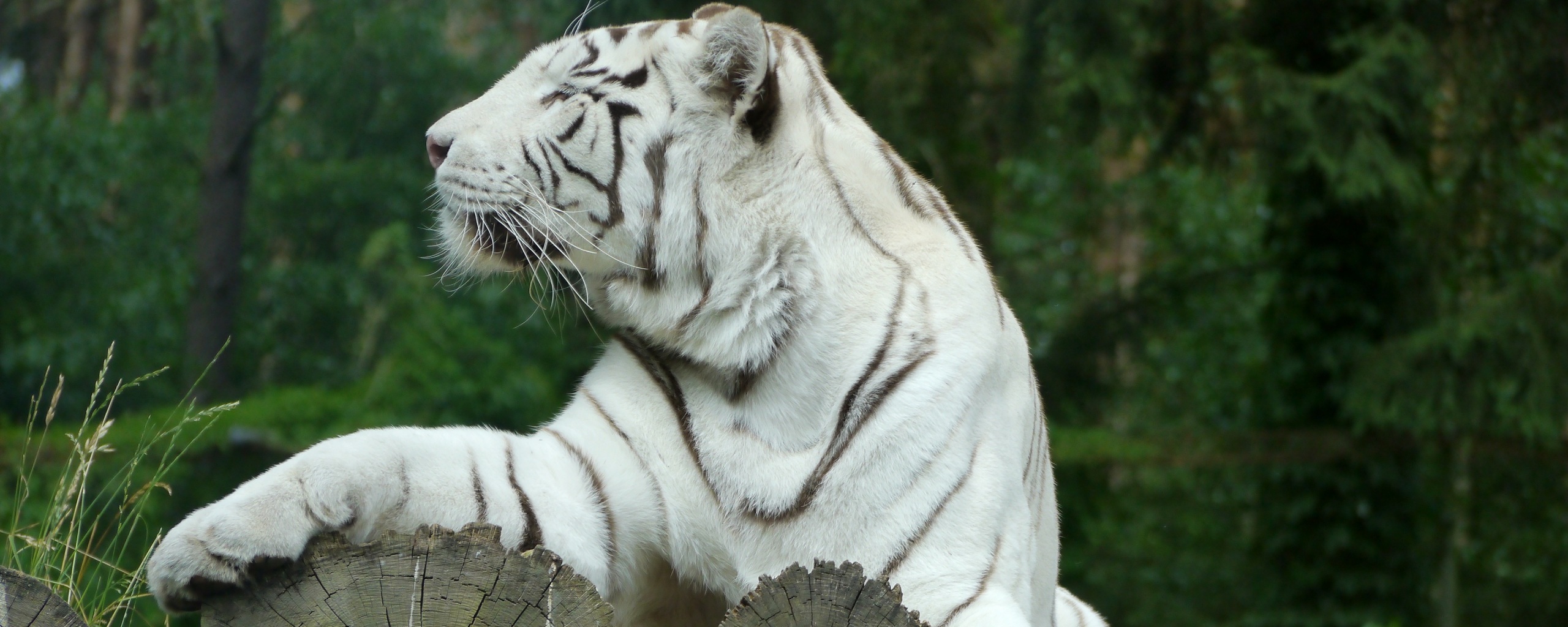 White Tiger 4K Wallpapers