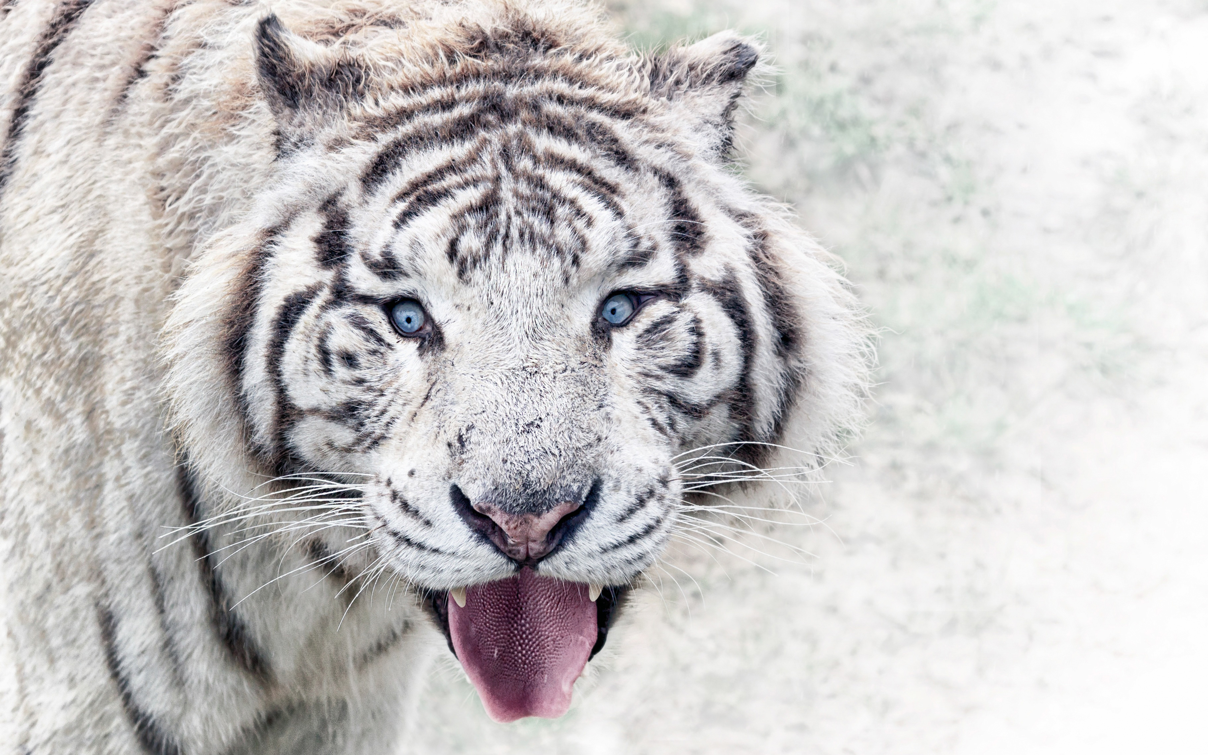 White Tiger 4K Wallpapers