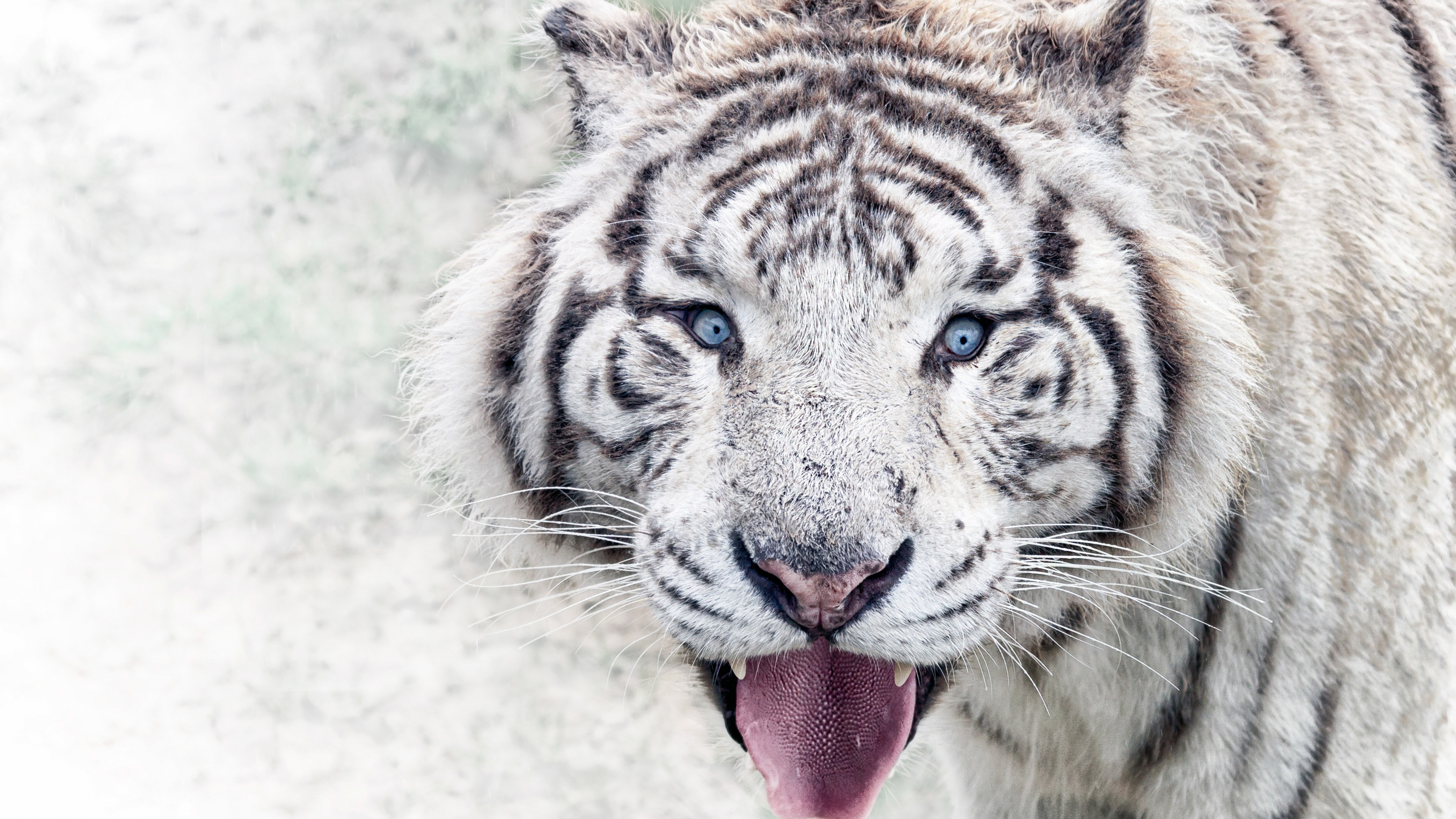 White Tiger 4K Wallpapers