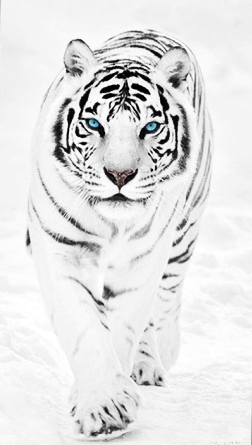 White Tiger Iphone Wallpapers