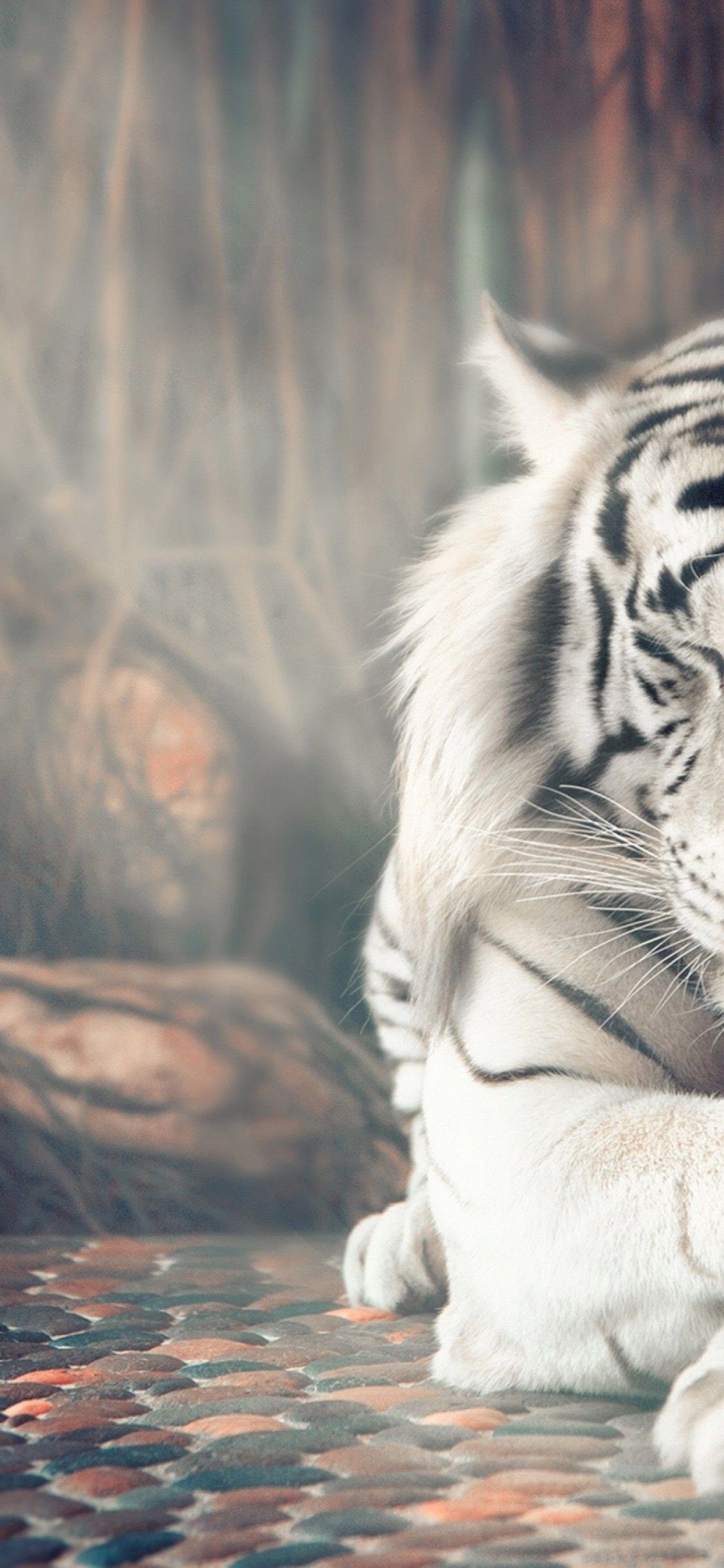 White Tiger Iphone Wallpapers