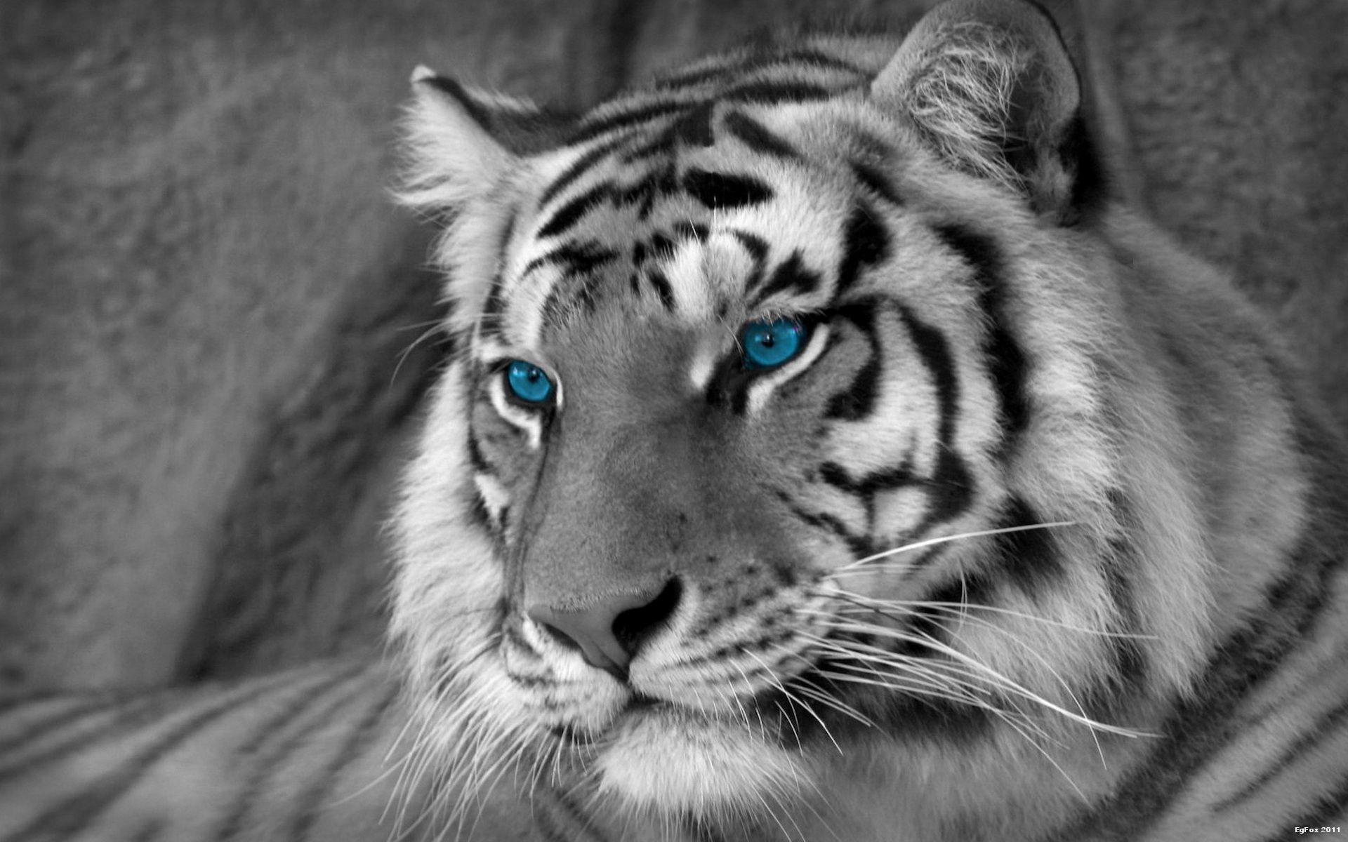 White Tiger Iphone Wallpapers