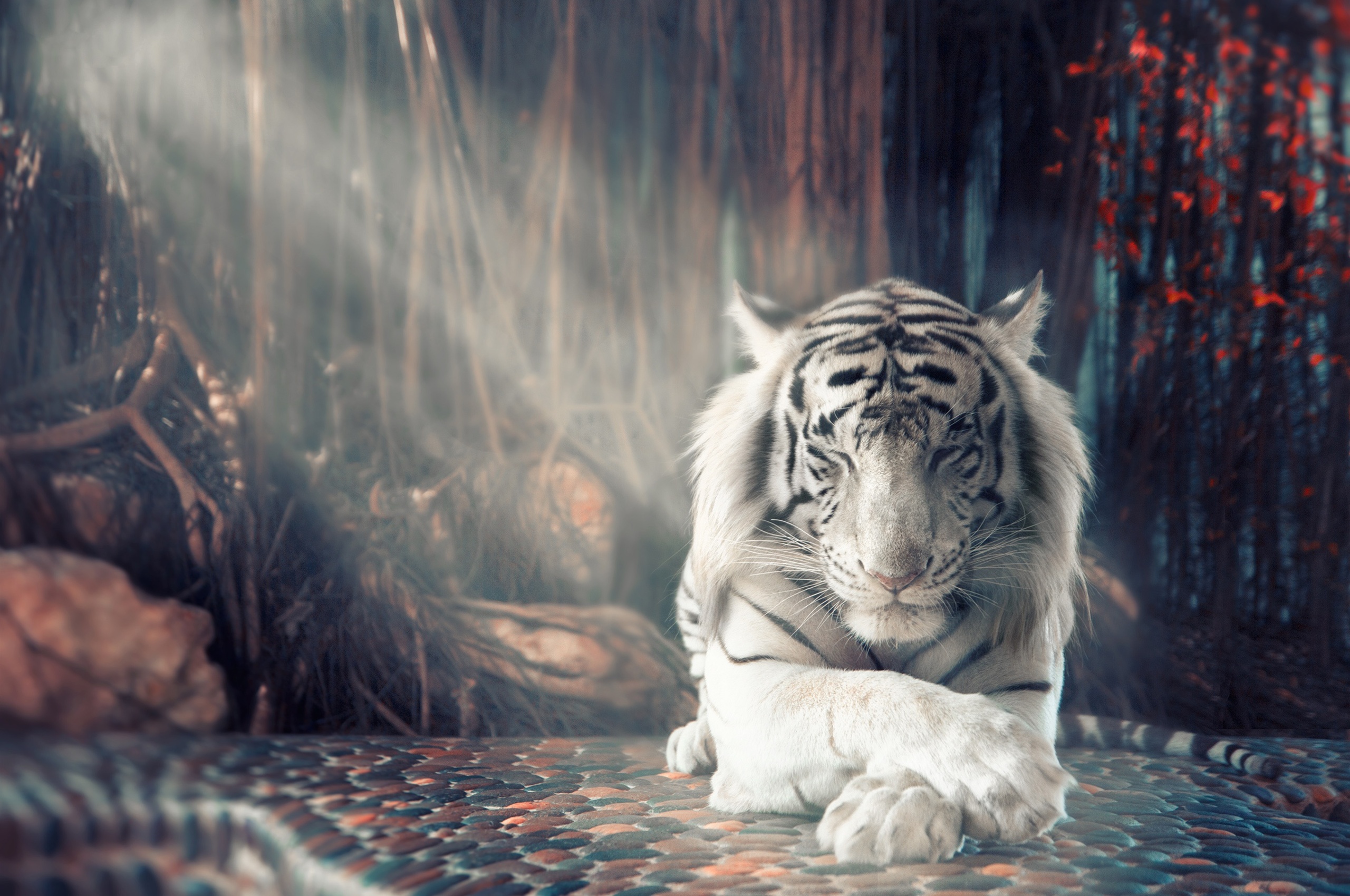 White Tiger Wallpapers