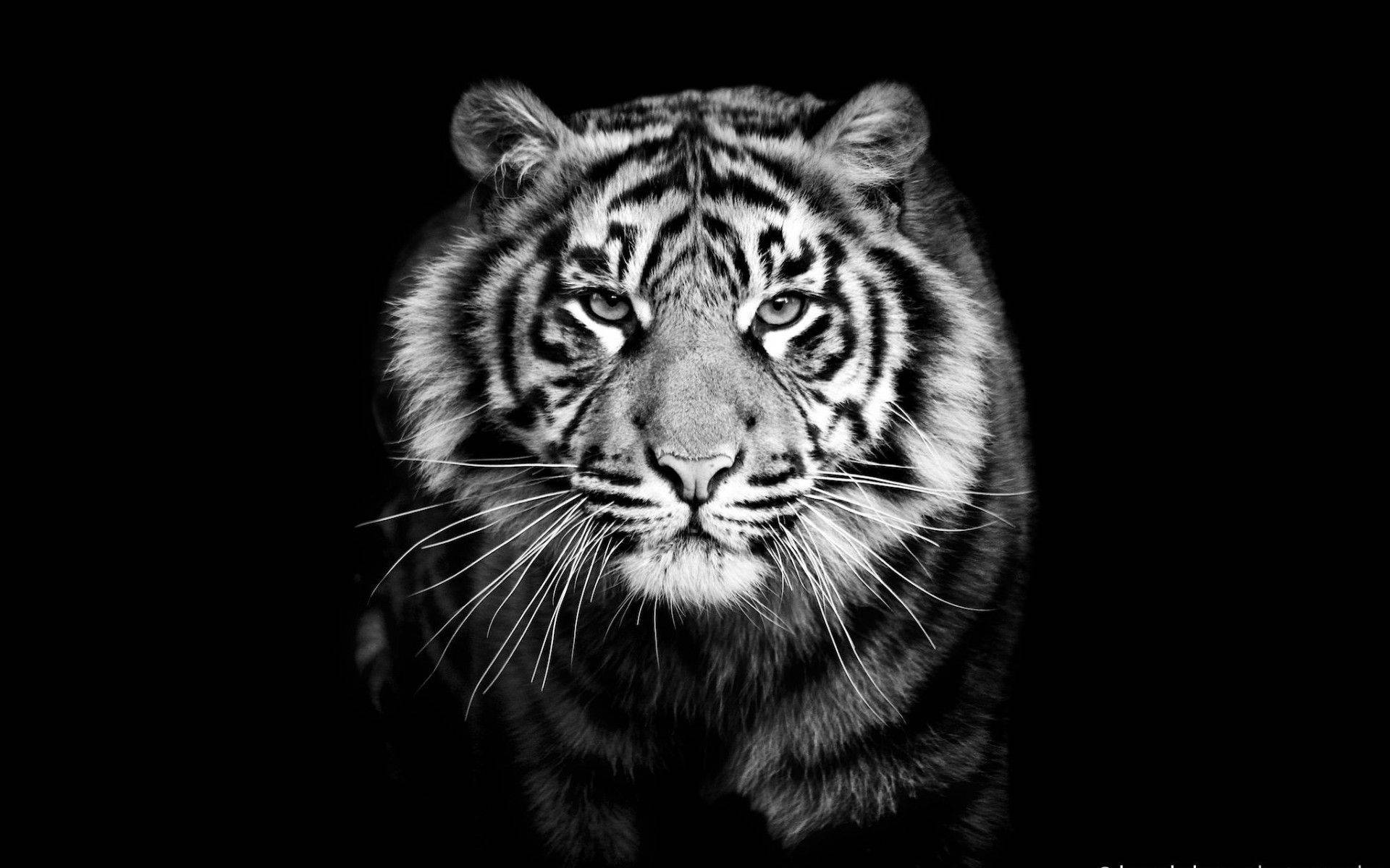 White Tiger Wallpapers