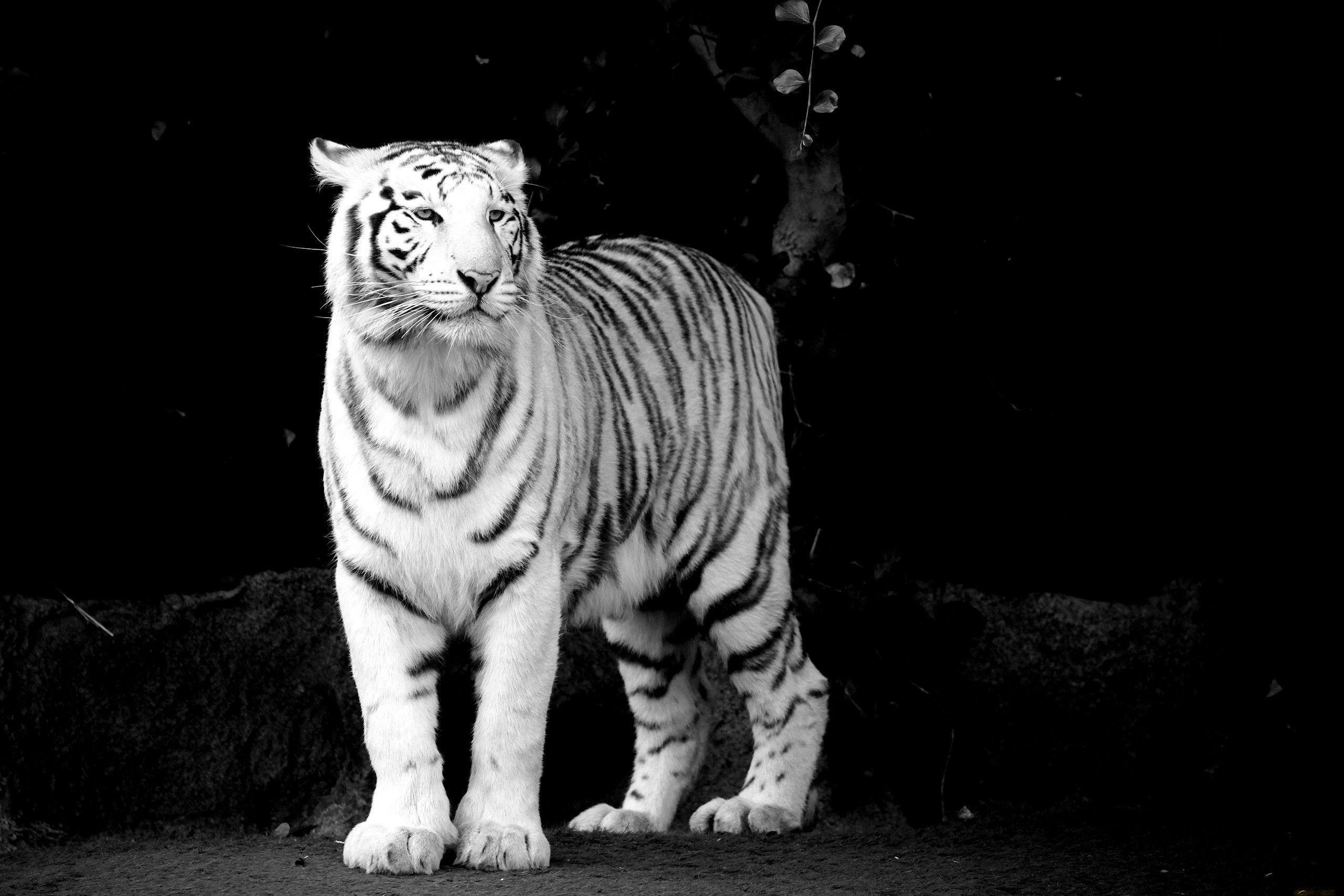 White Tiger Wallpapers