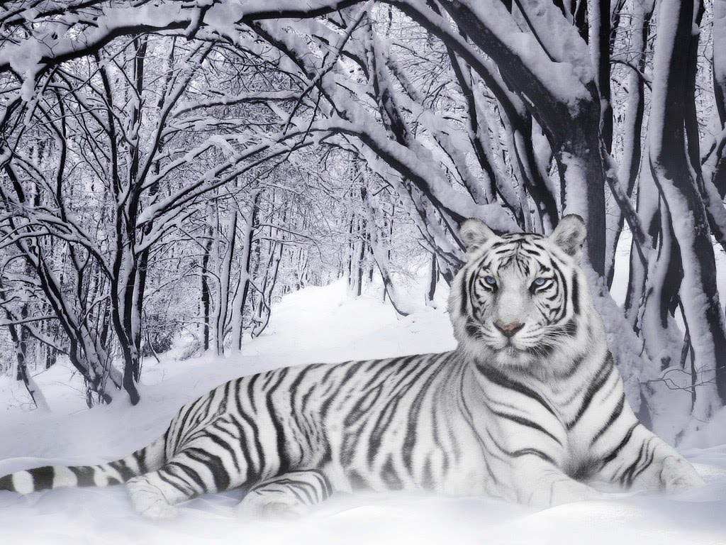 White Tiger Wallpapers