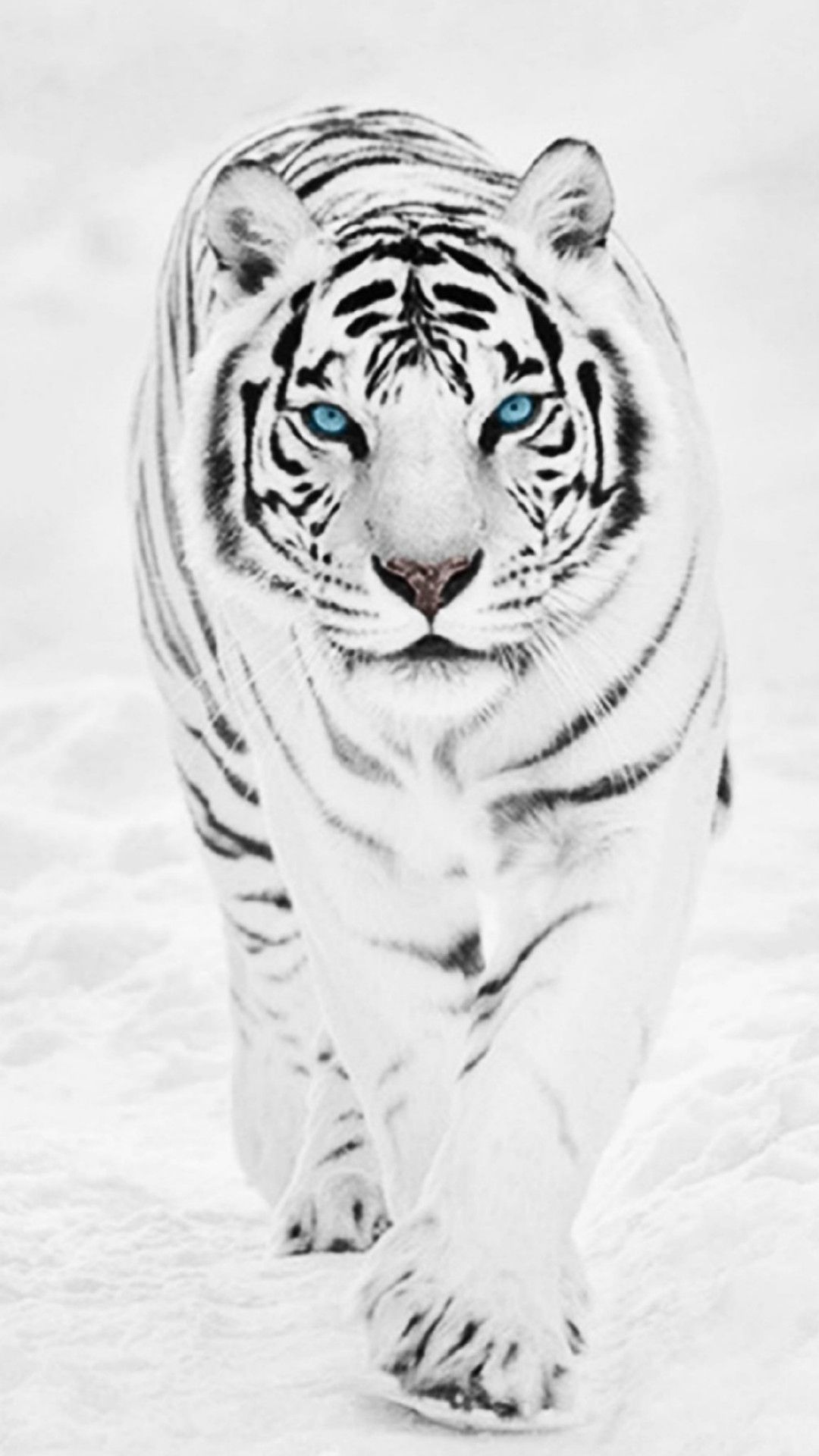 White Tiger Wallpapers