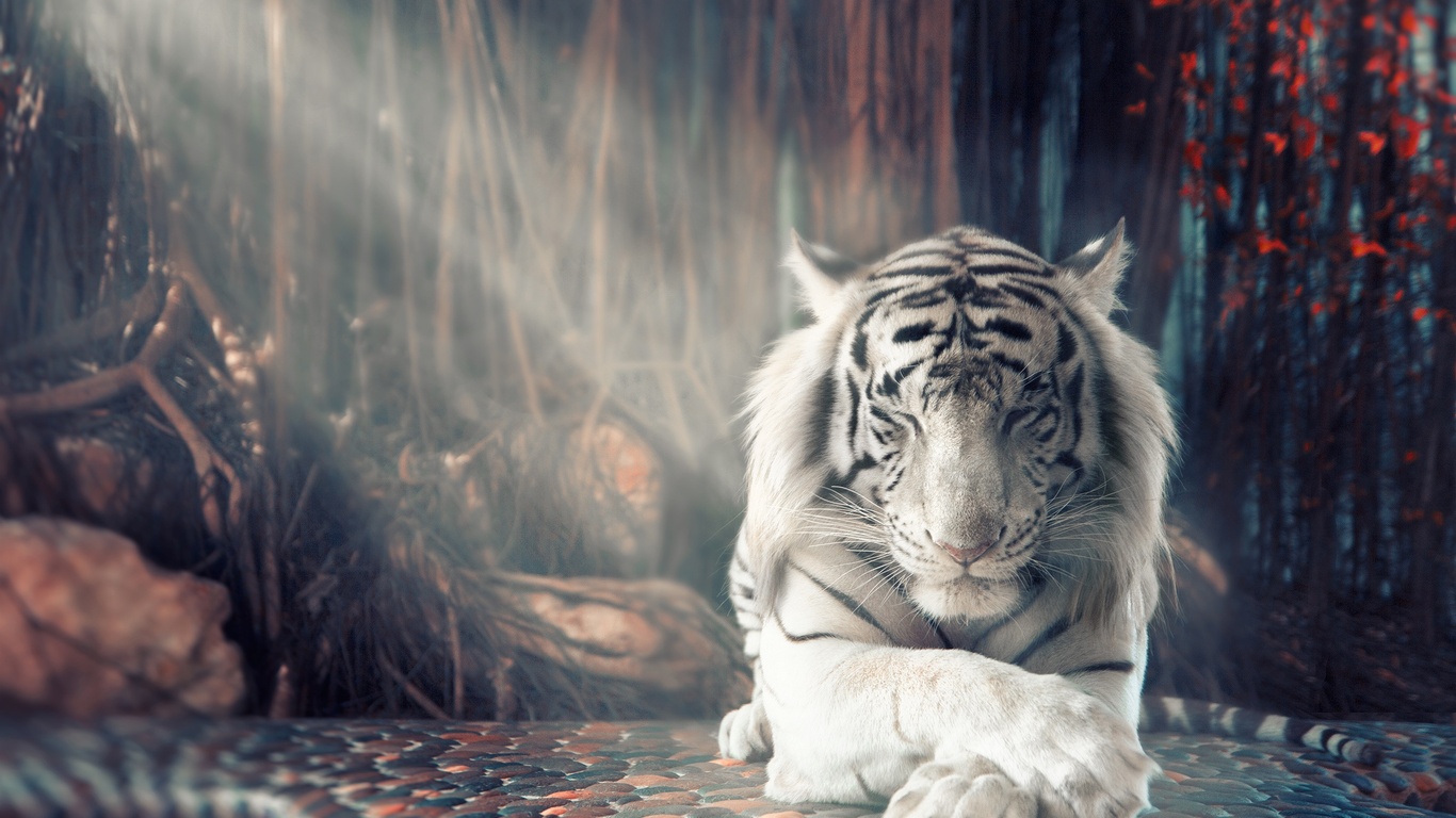 White Tiger Wallpapers