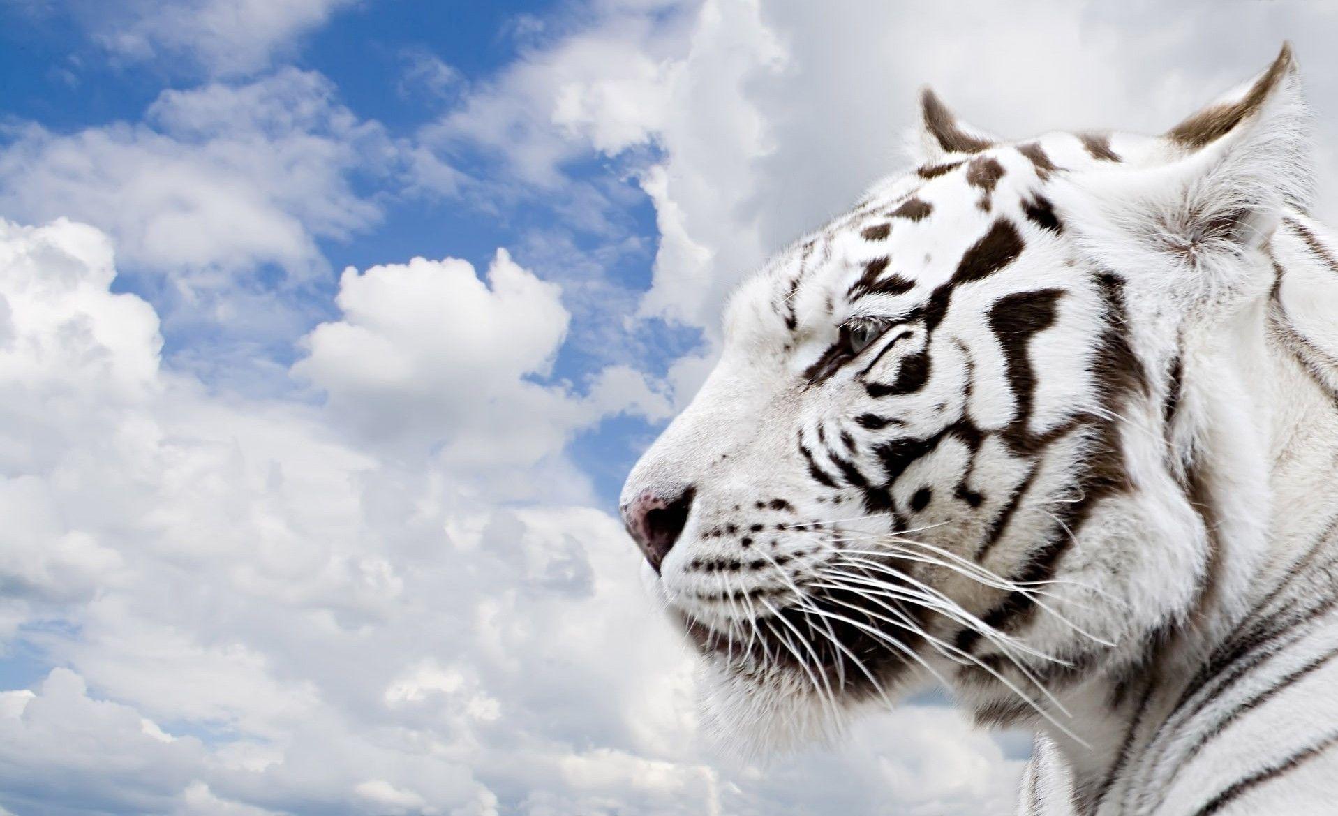 White Tiger Wallpapers