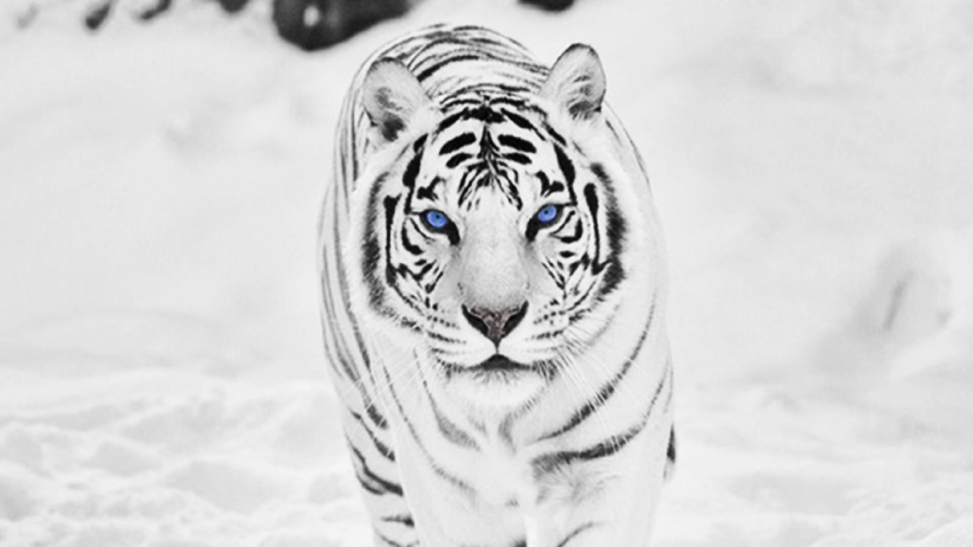 White Tiger Wallpapers