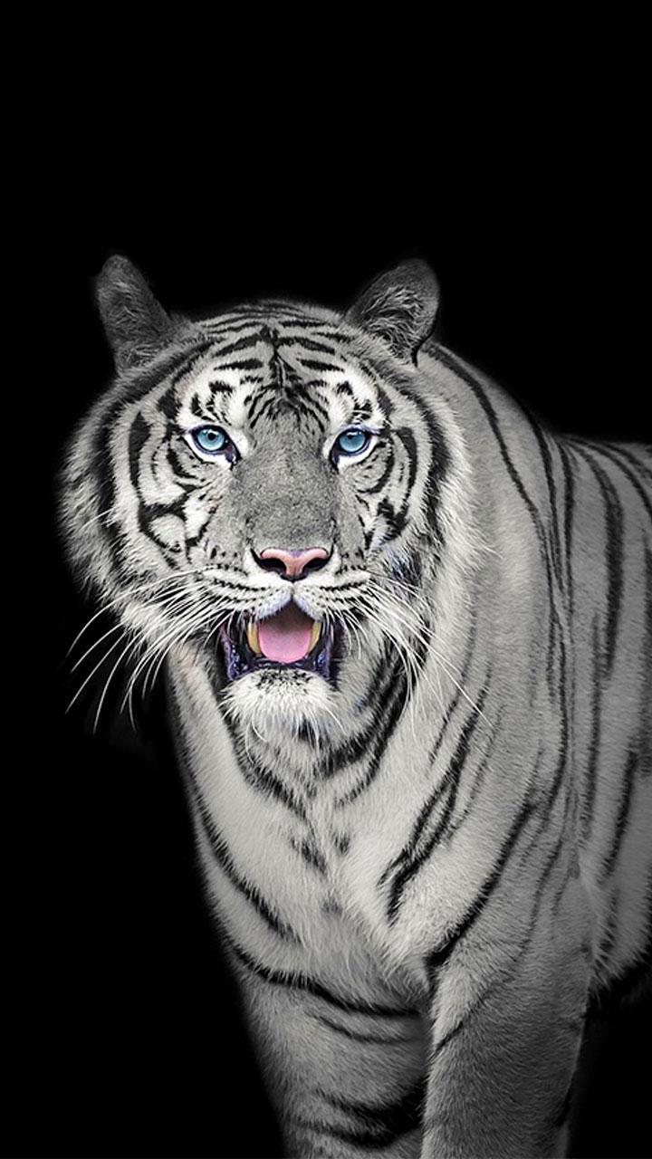 White Tiger Wallpapers