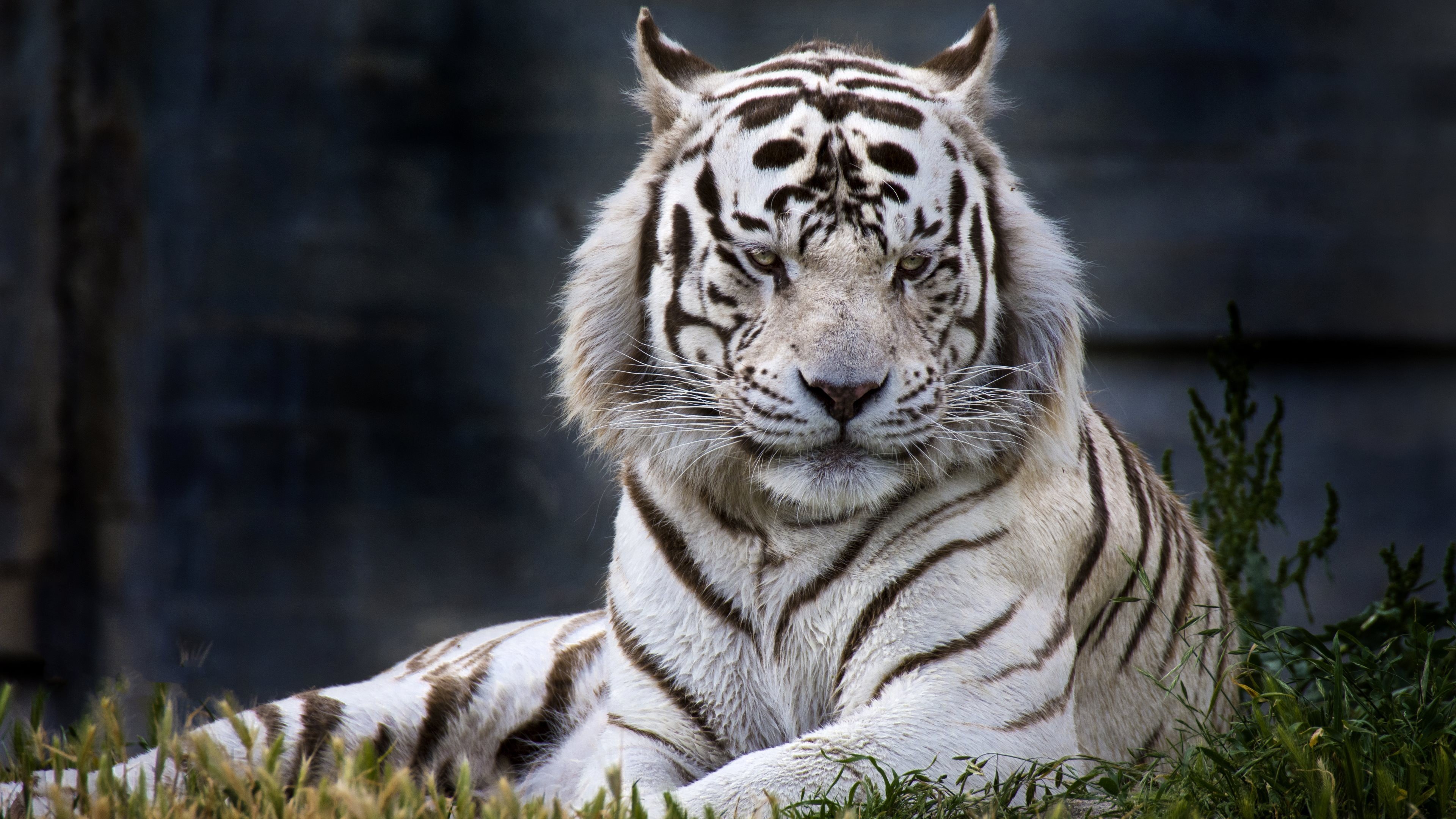 White Tiger Wallpapers