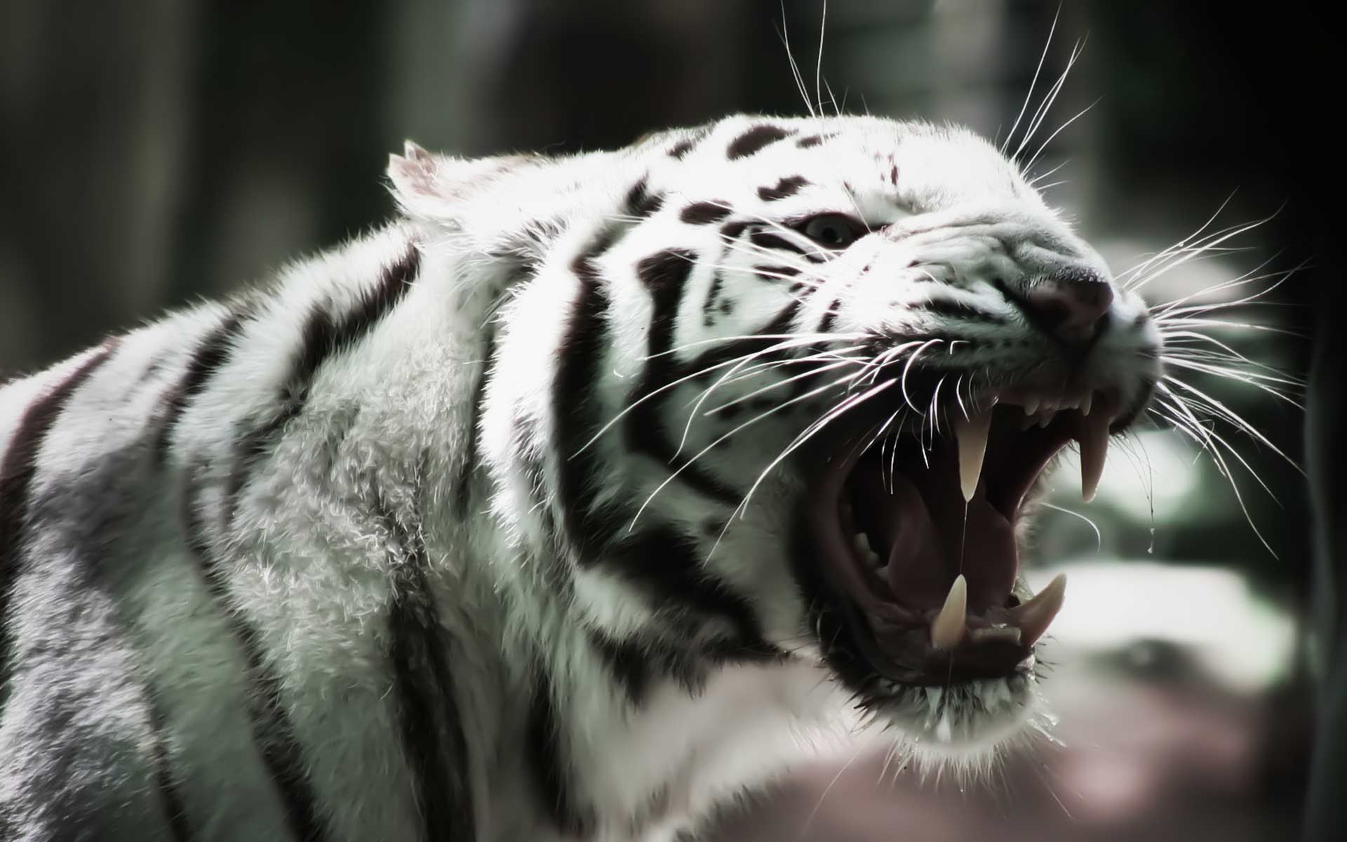 White Tiger Wallpapers