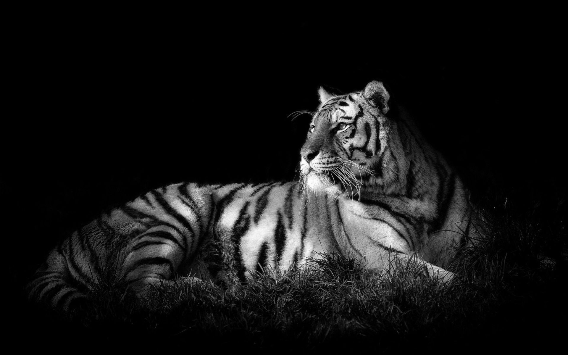 White Tiger Wallpapers