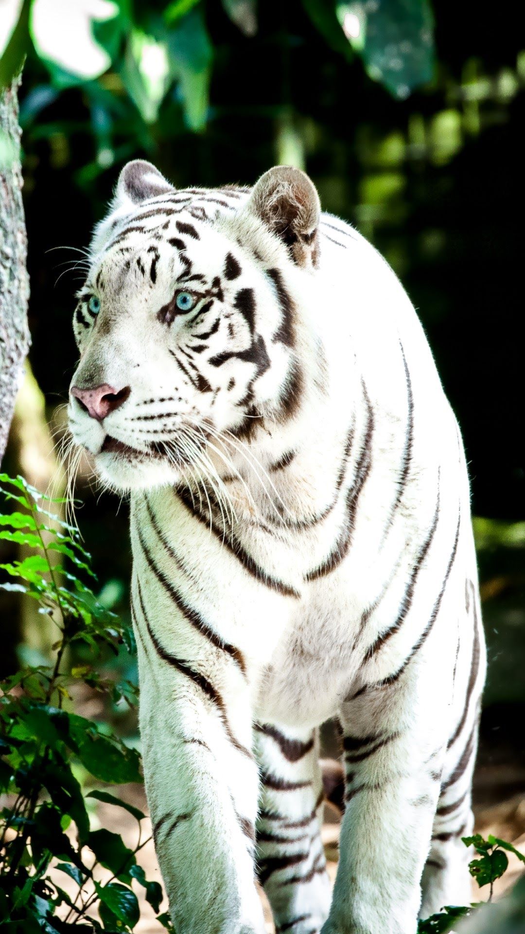 White Tiger Wallpapers