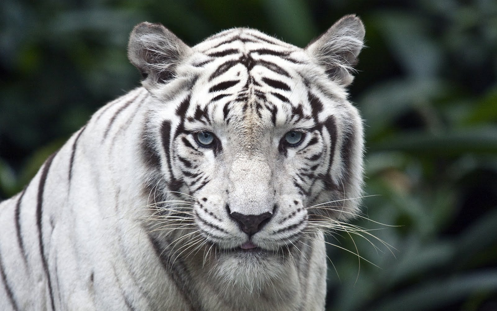 White Tiger Wallpapers