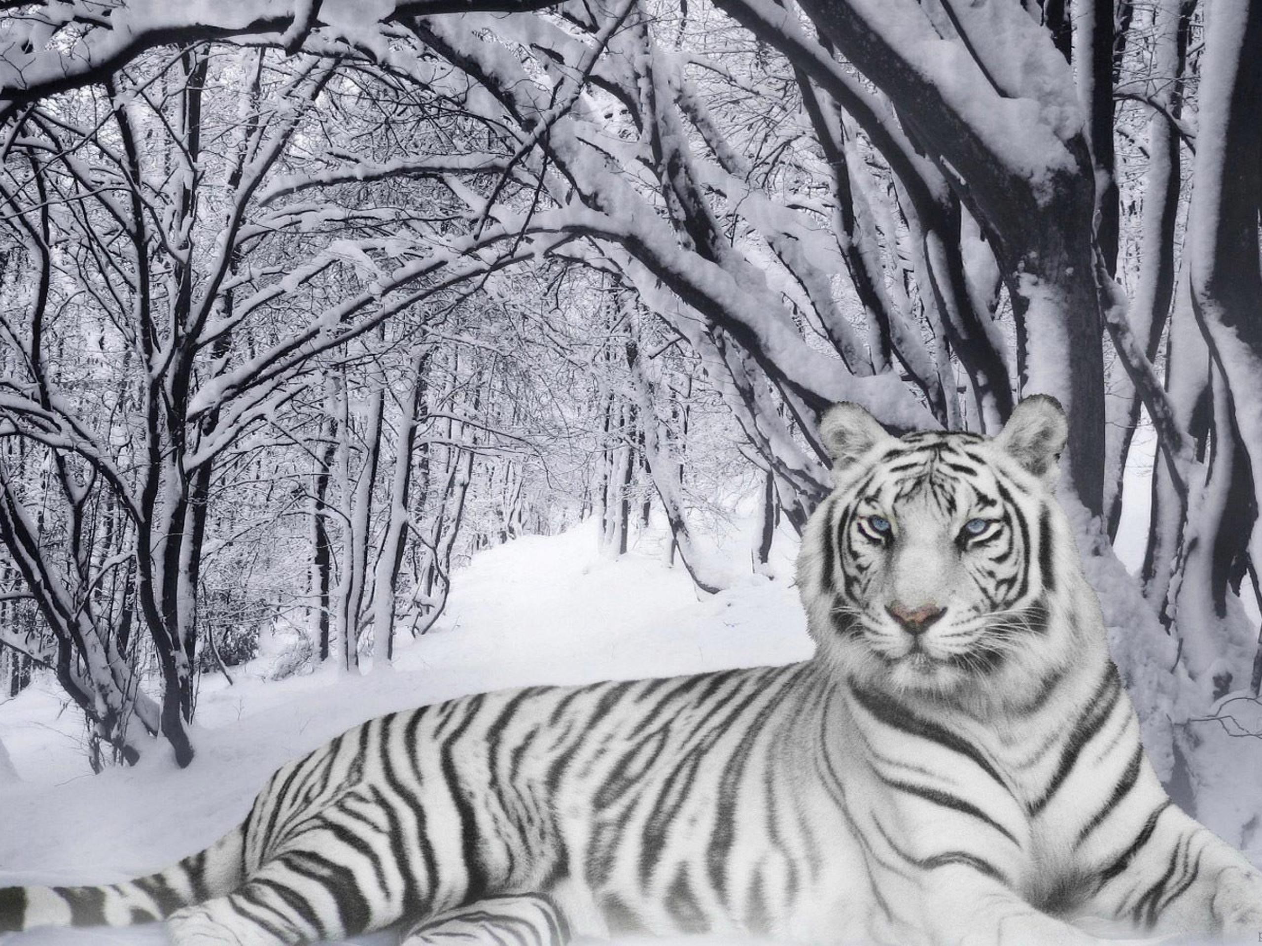 White Tiger Wallpapers